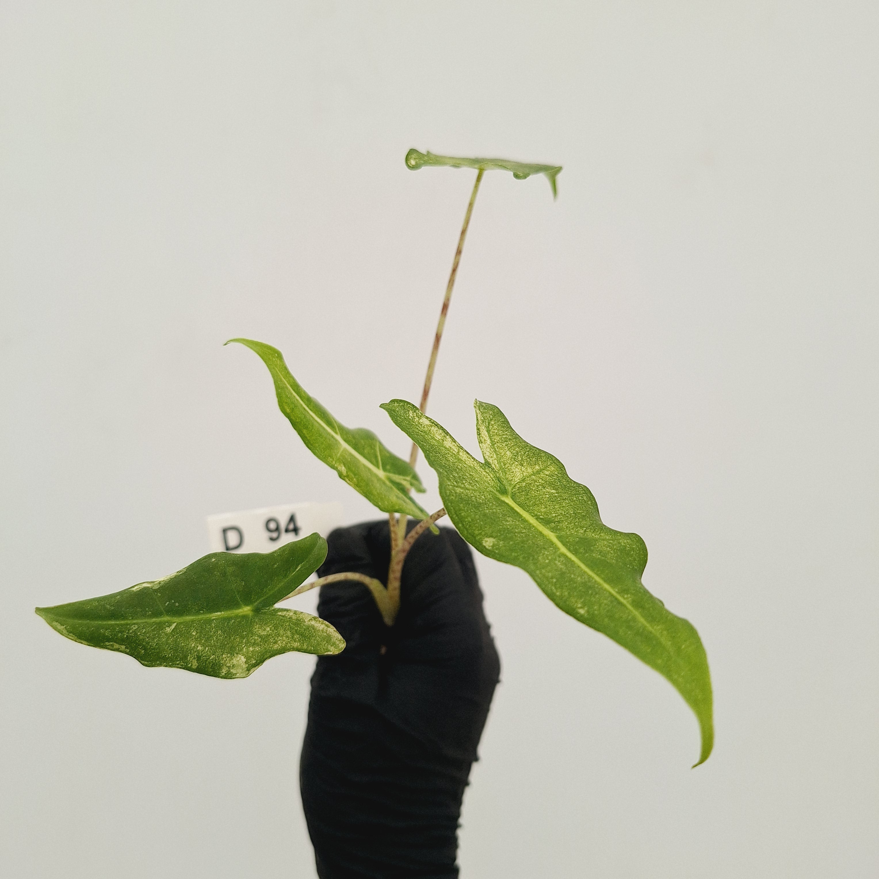 Alocasia sarian variegata -Bare Bottom Baby