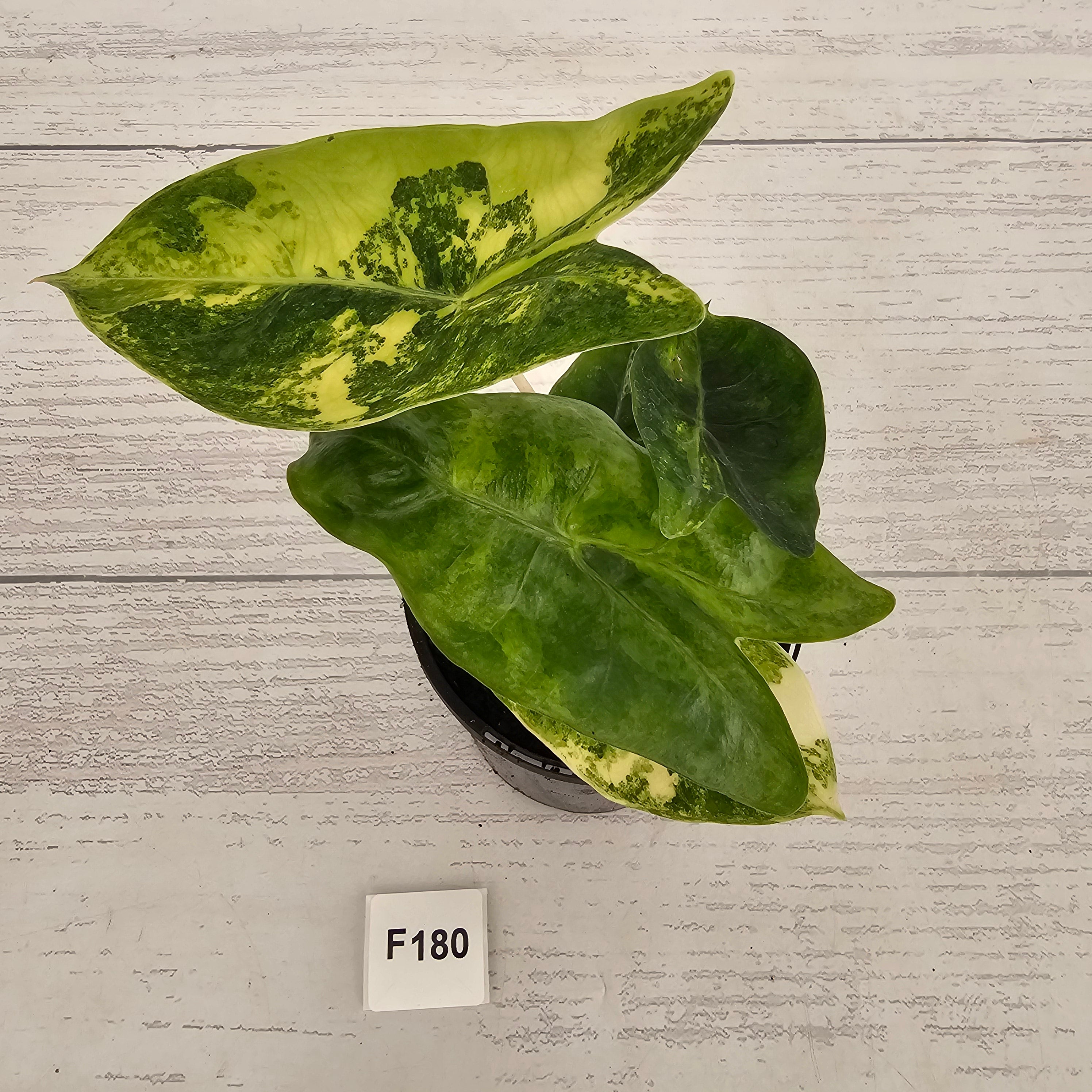Alocasia 'Morocco' Variegated - SALE