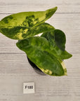 Alocasia 'Morocco' Variegated - SALE