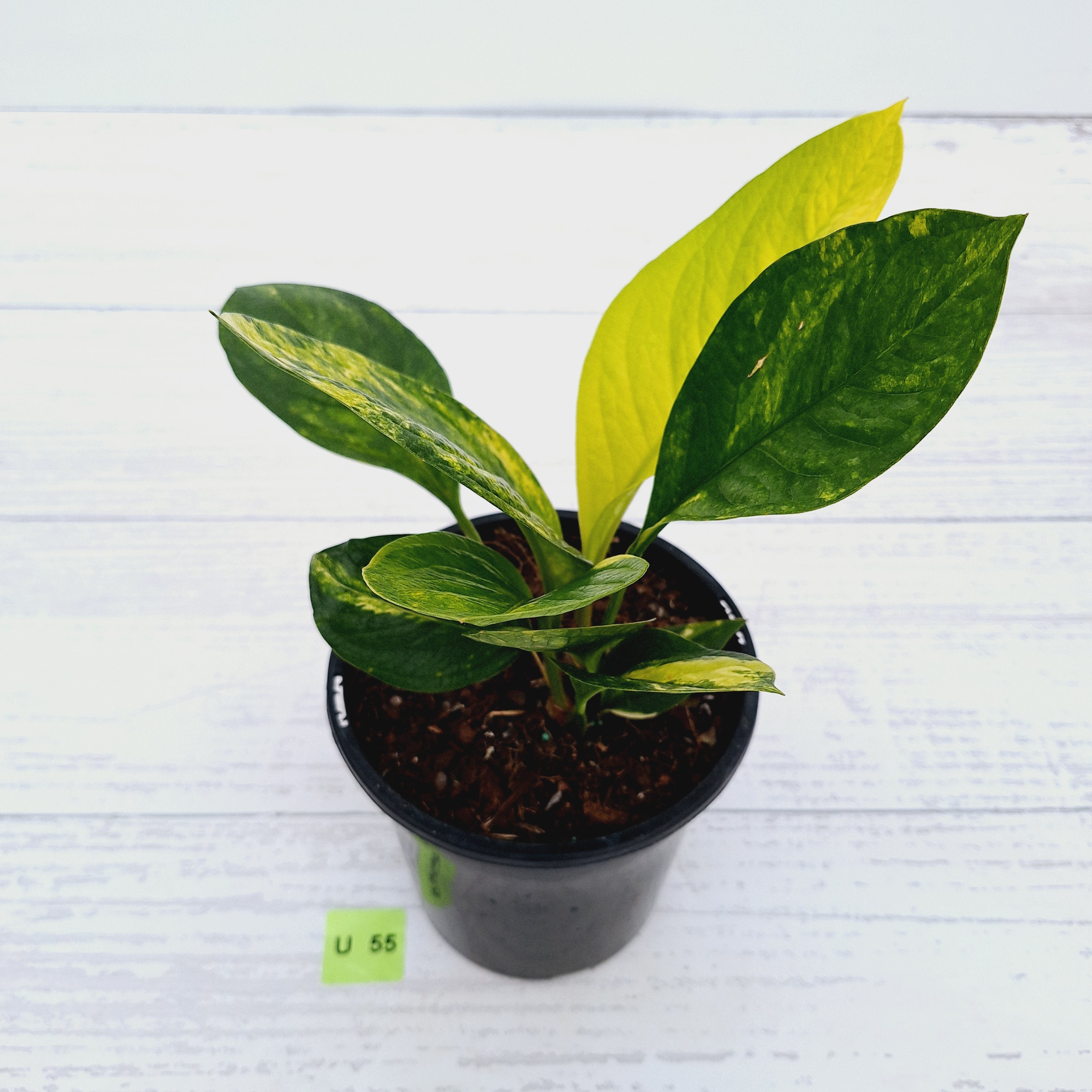 Anthurium jenmanii Variegata