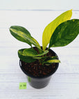 Anthurium jenmanii Variegata