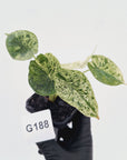 Alocasia baginda ‘Dragon Scale Mint'