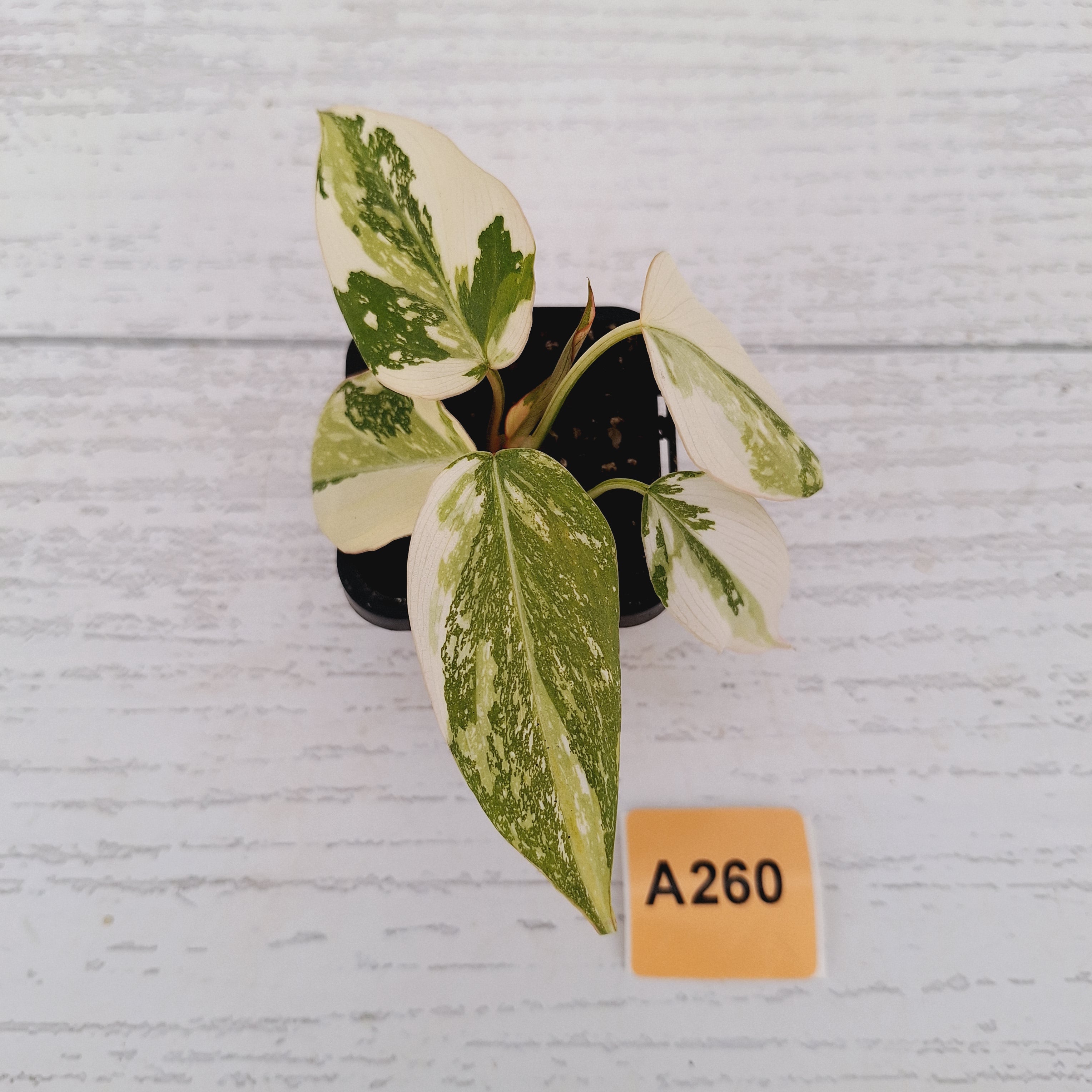 Philodendron gloriosum white vien variegata