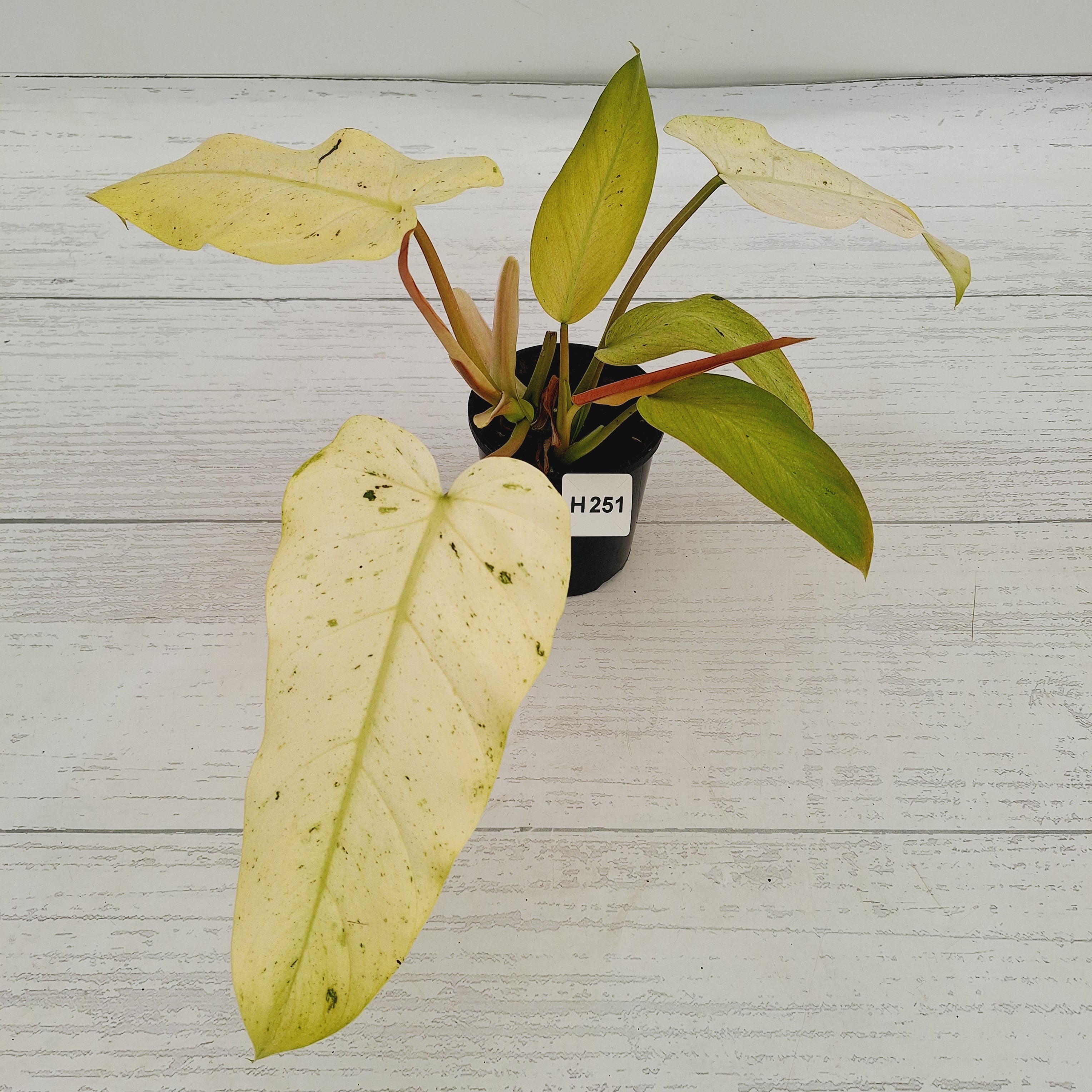 Philodendron  'Whipple Way'