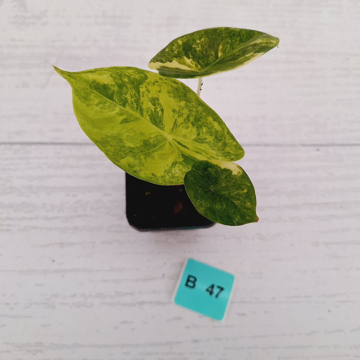 Alocasia 'Morocco' Variegated - SALE