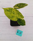 Alocasia 'Morocco' Variegated - SALE