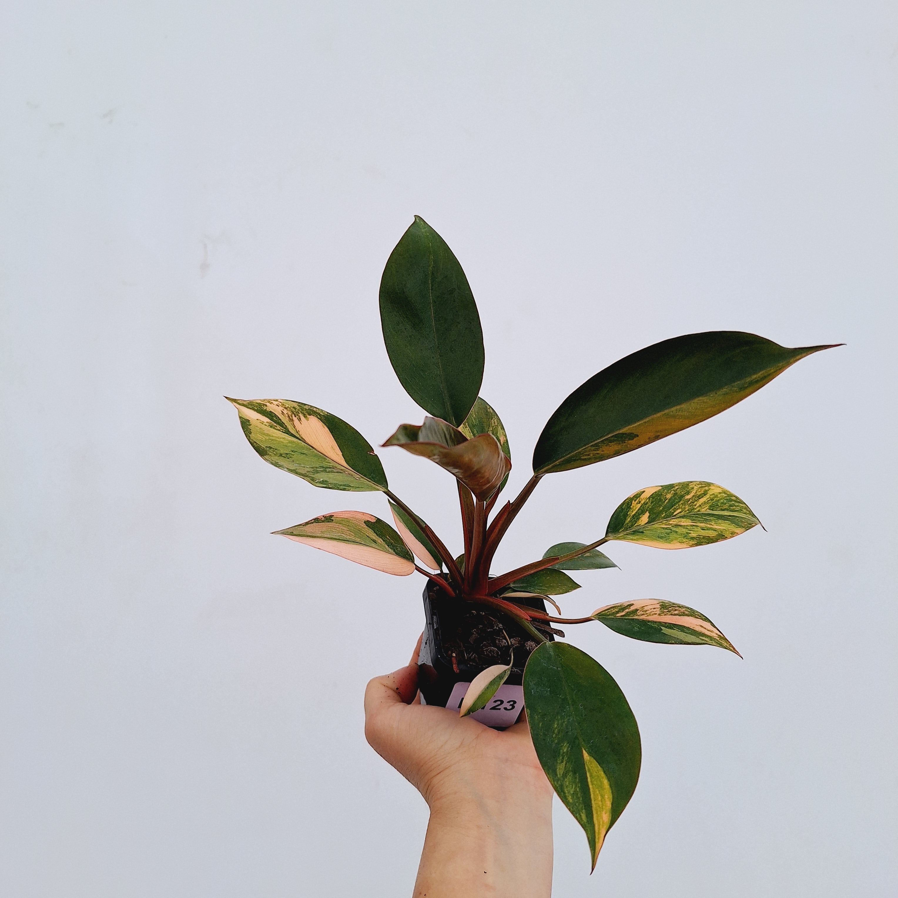 Philodendron &#39;Rojo Congo Variegated&#39;