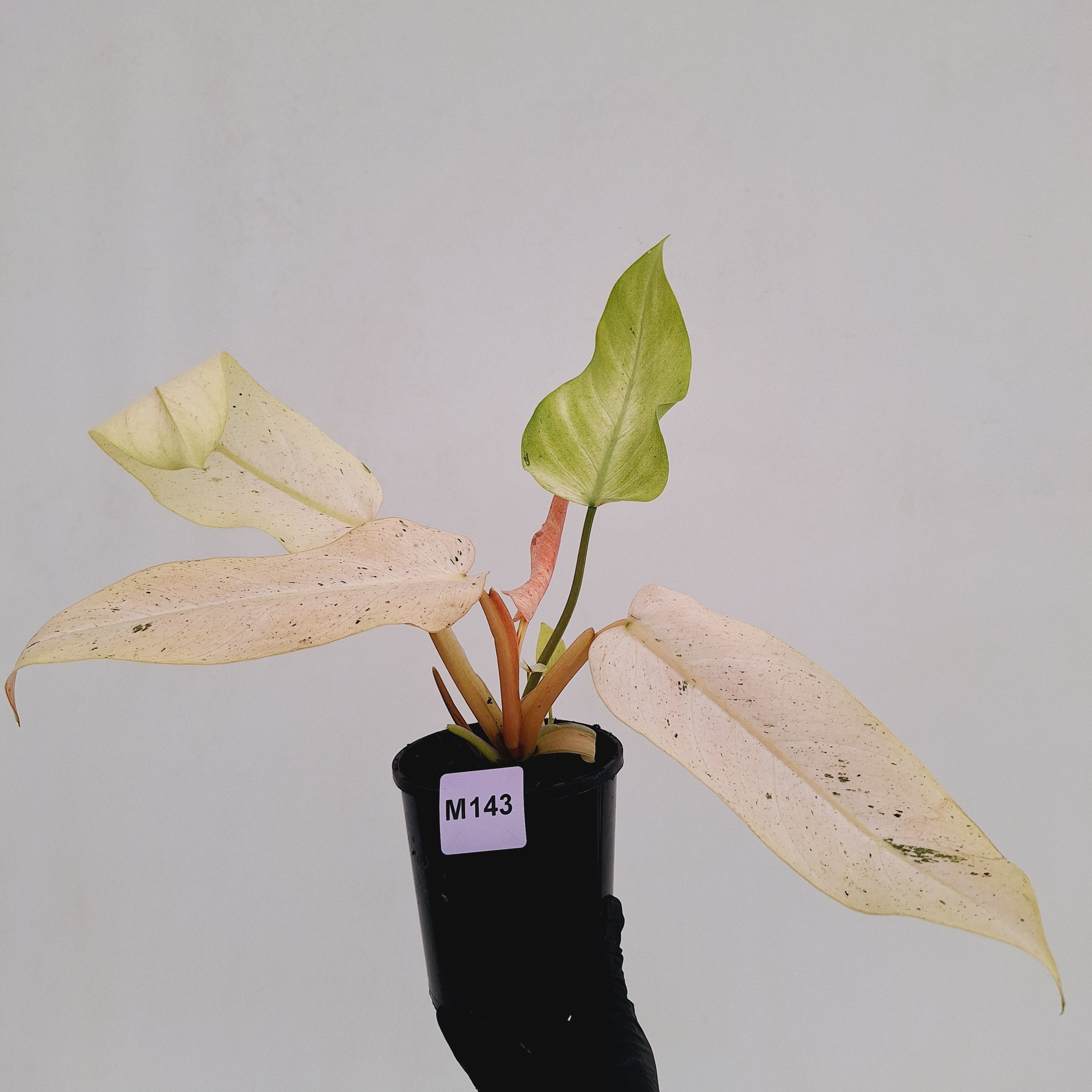 Philodendron  'Whipple Way' SALE