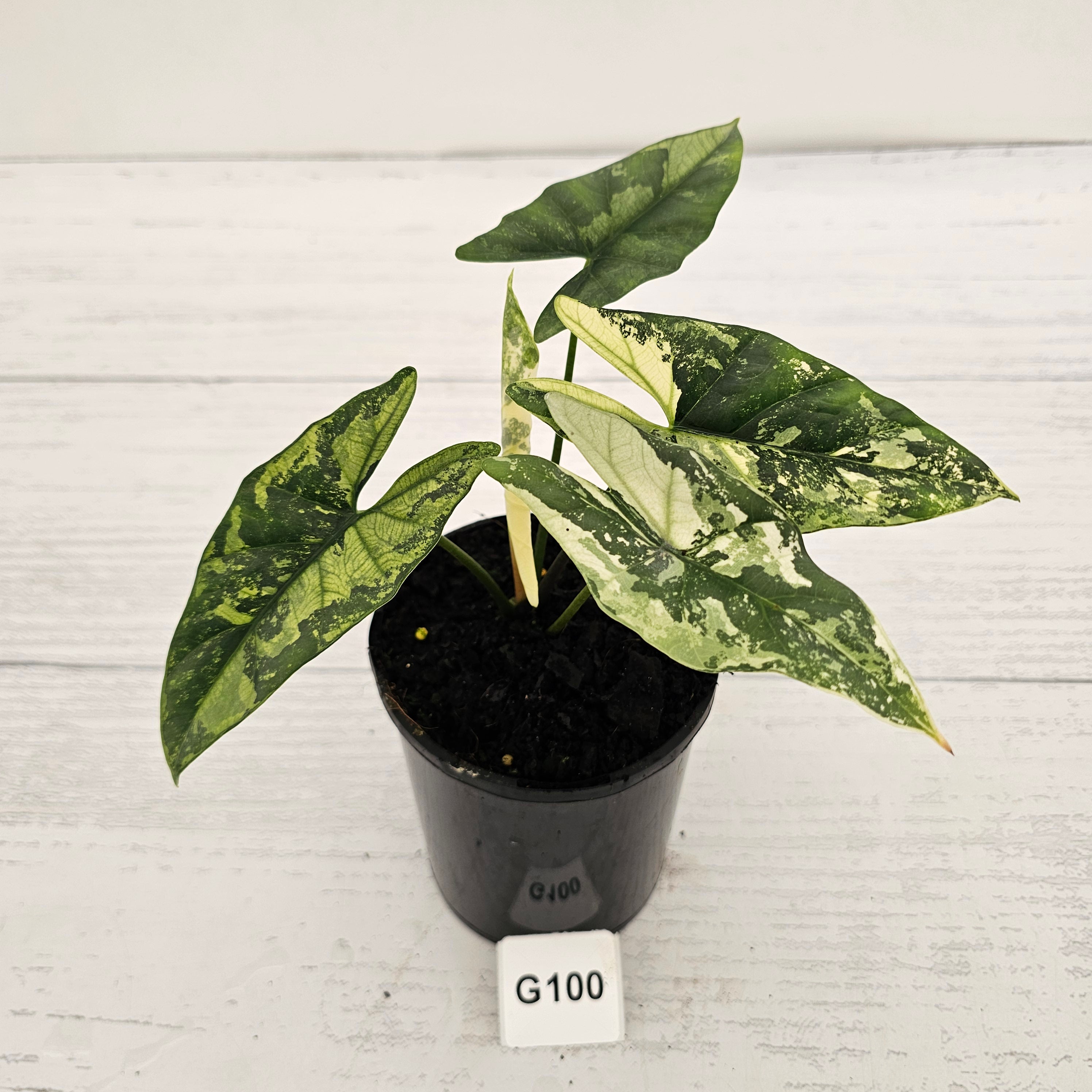 Alocasia ‘Simpo Albo’ Variegata - SALE