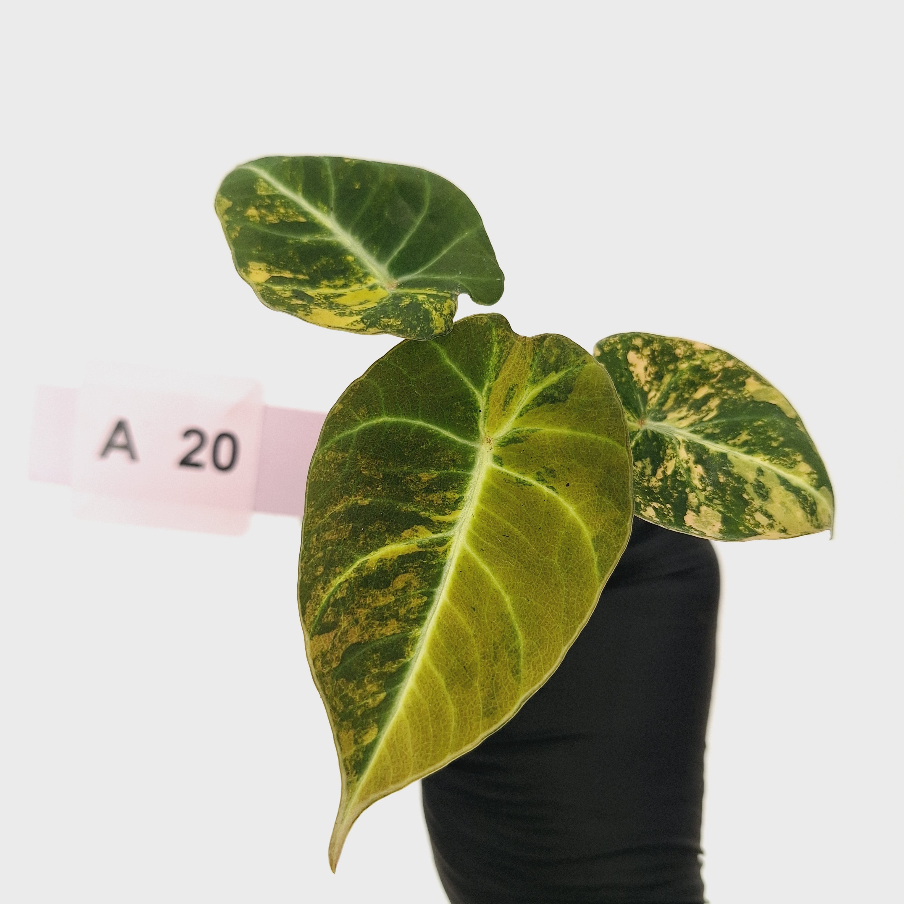 Alocasia reginula 'Black Velvet variegata'- Bare Bottom Baby