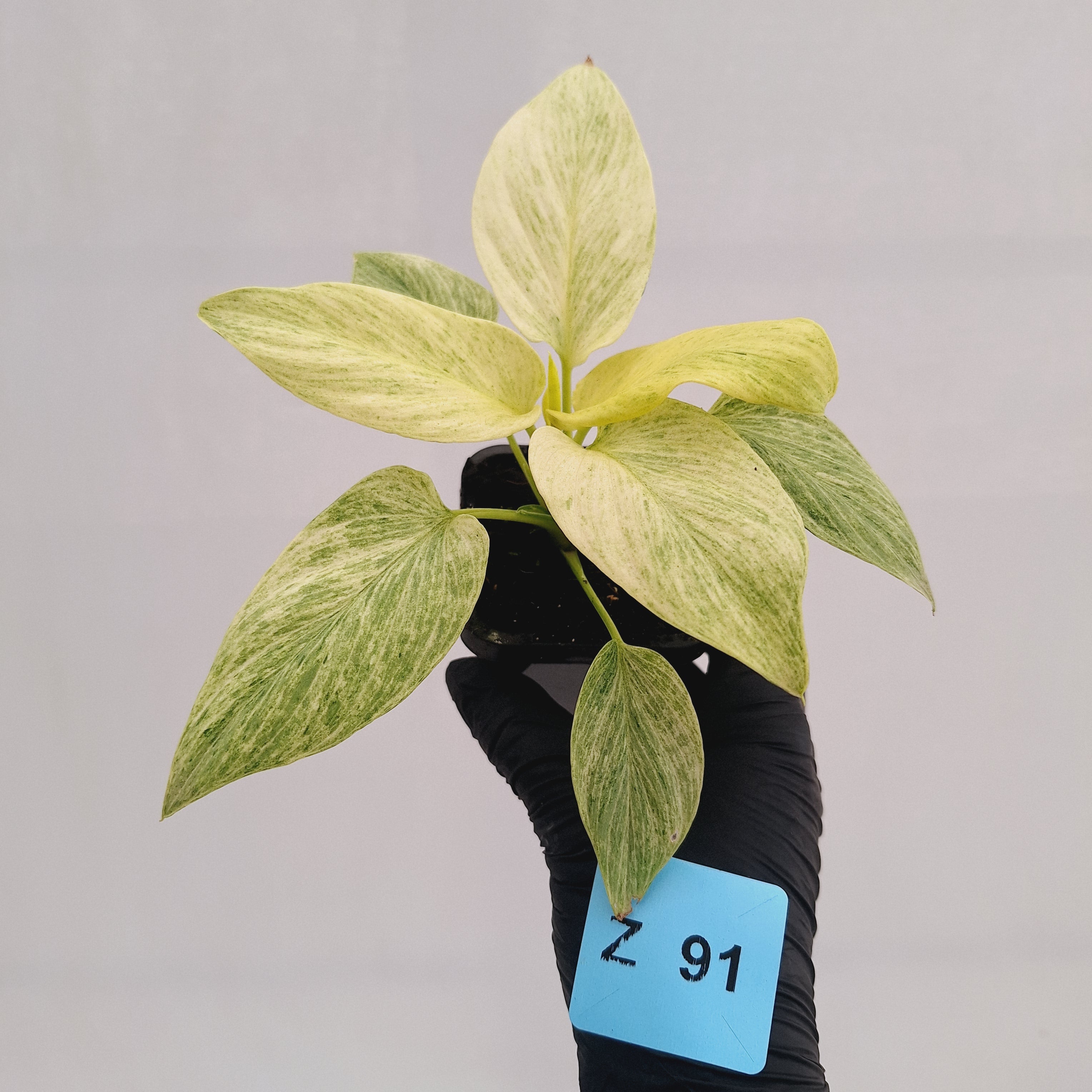 Homalomena sulcata ‘Cream Frost’ - SALE