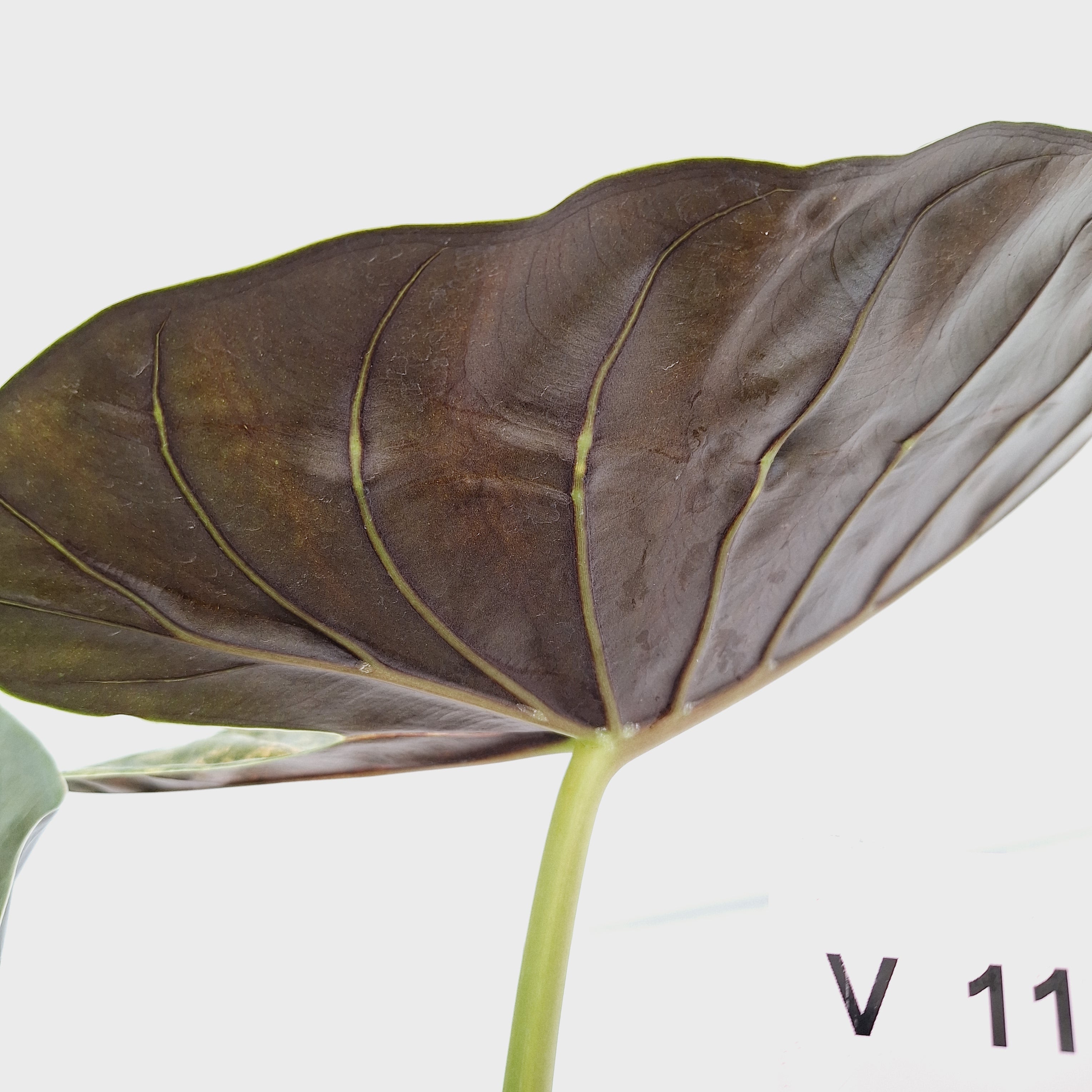 Alocasia ‘wentii’ Variegated - Sale