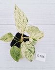Homalomena rubescens ‘Cheese’