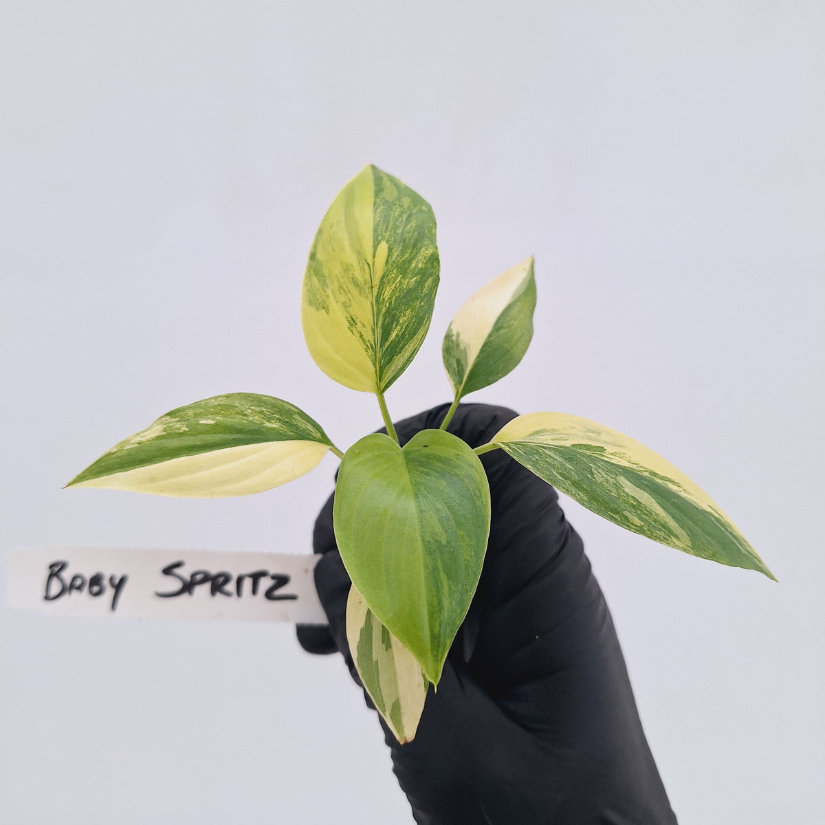 Homalomena rubescens Variegata - Bare Bottom Baby