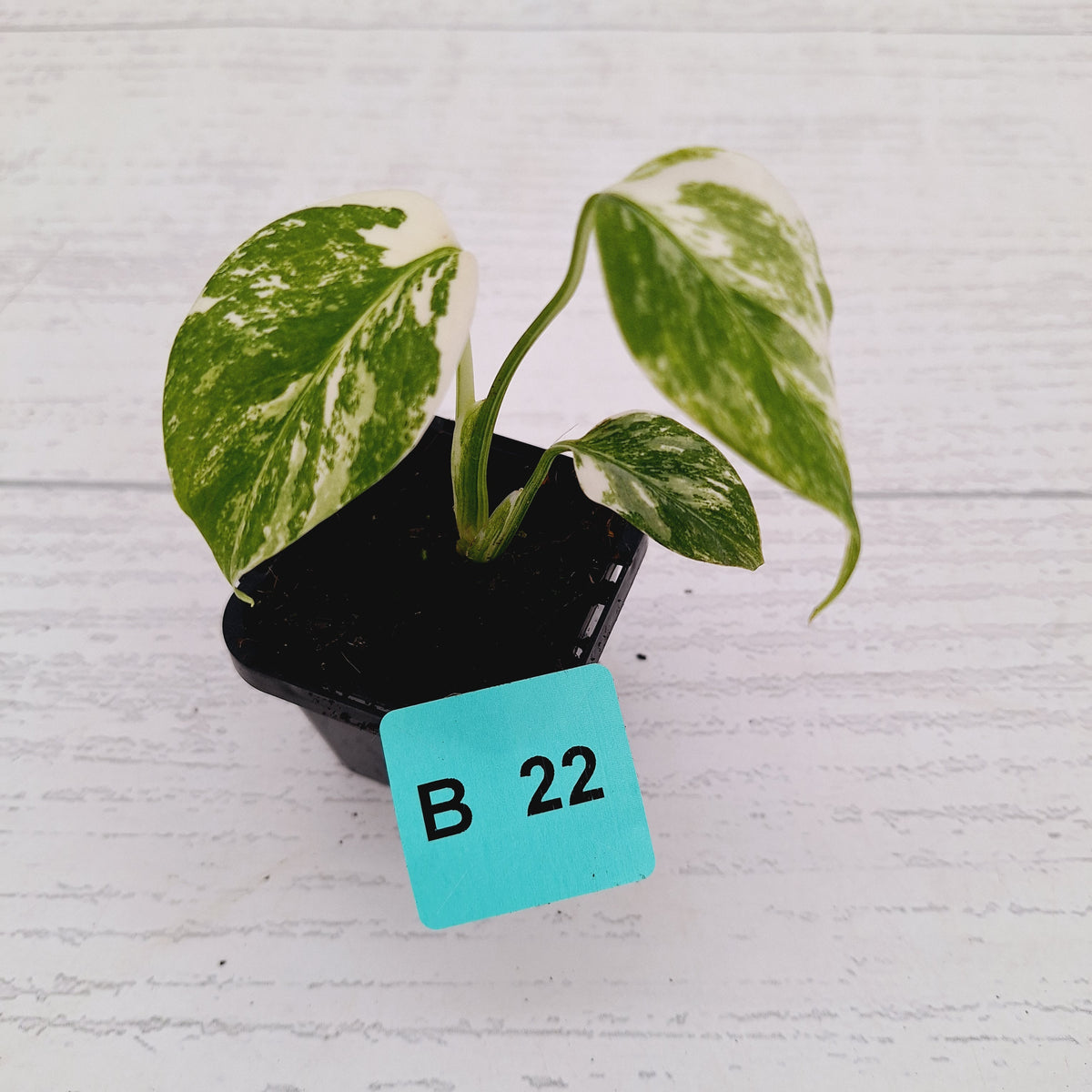 Monstera borsigiana 'Albo' - SALE