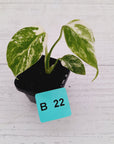 Monstera borsigiana 'Albo' - SALE