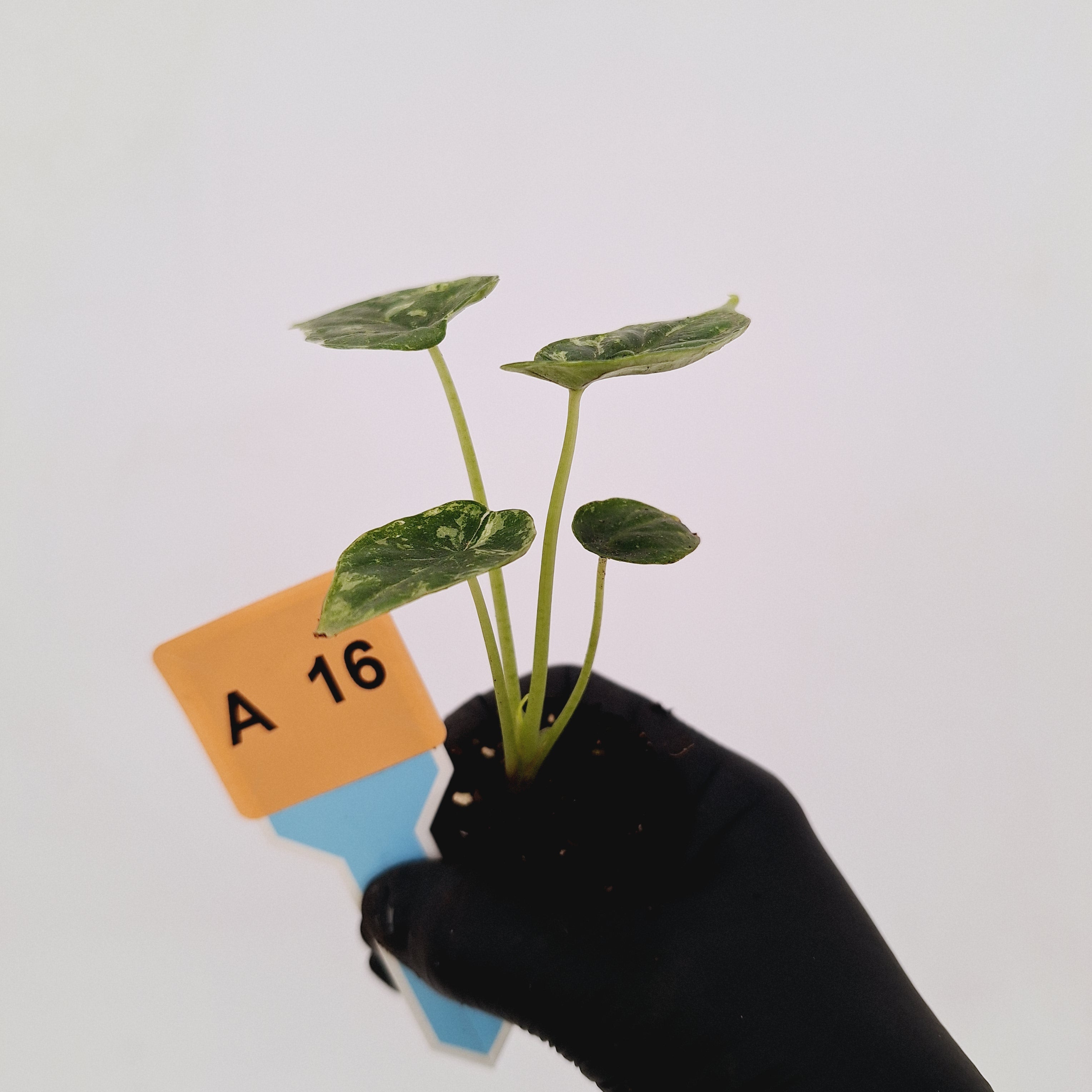 Alocasia Dragon Scale &#39;Marble&#39; Variegata - Bare Bottom Baby