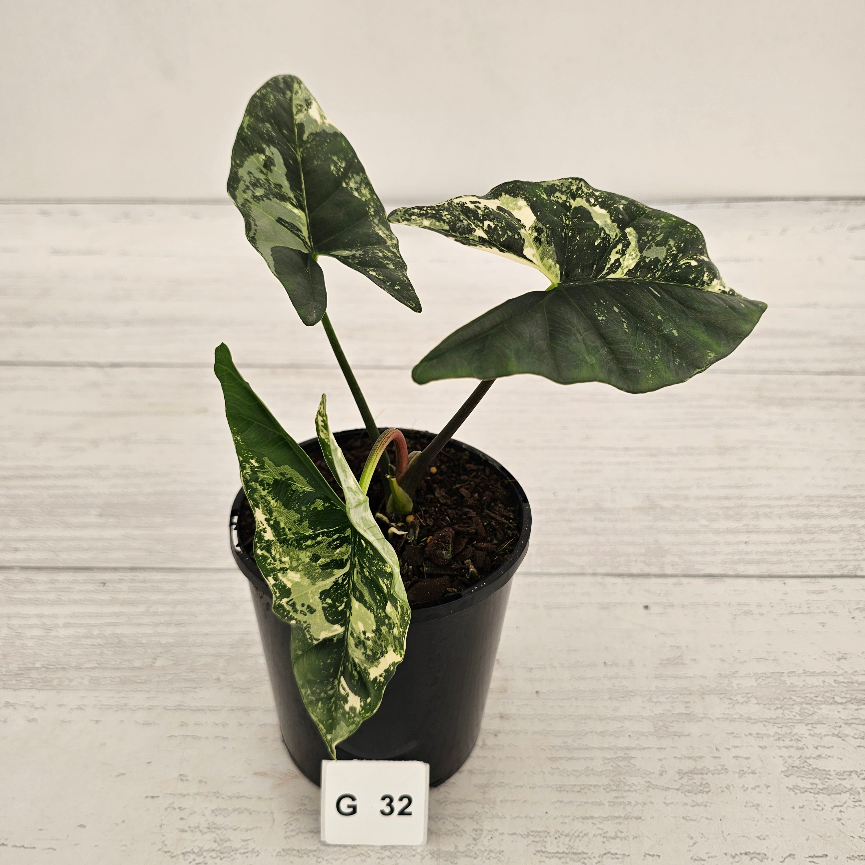 Alocasia ‘Simpo Albo’ Variegata - SALE