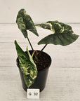Alocasia ‘Simpo Albo’ Variegata - SALE