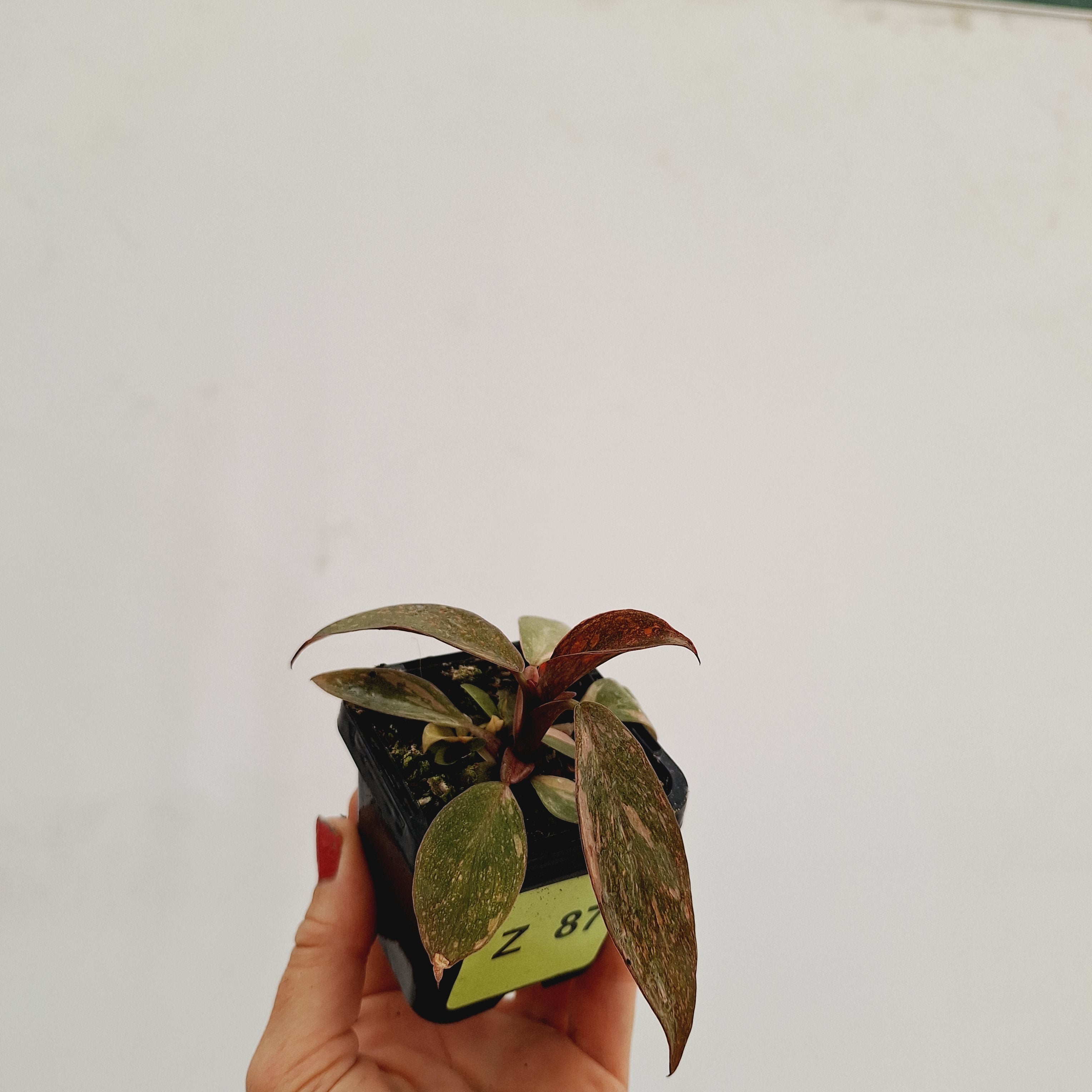 Philodendron &#39;Orange Princess&#39;