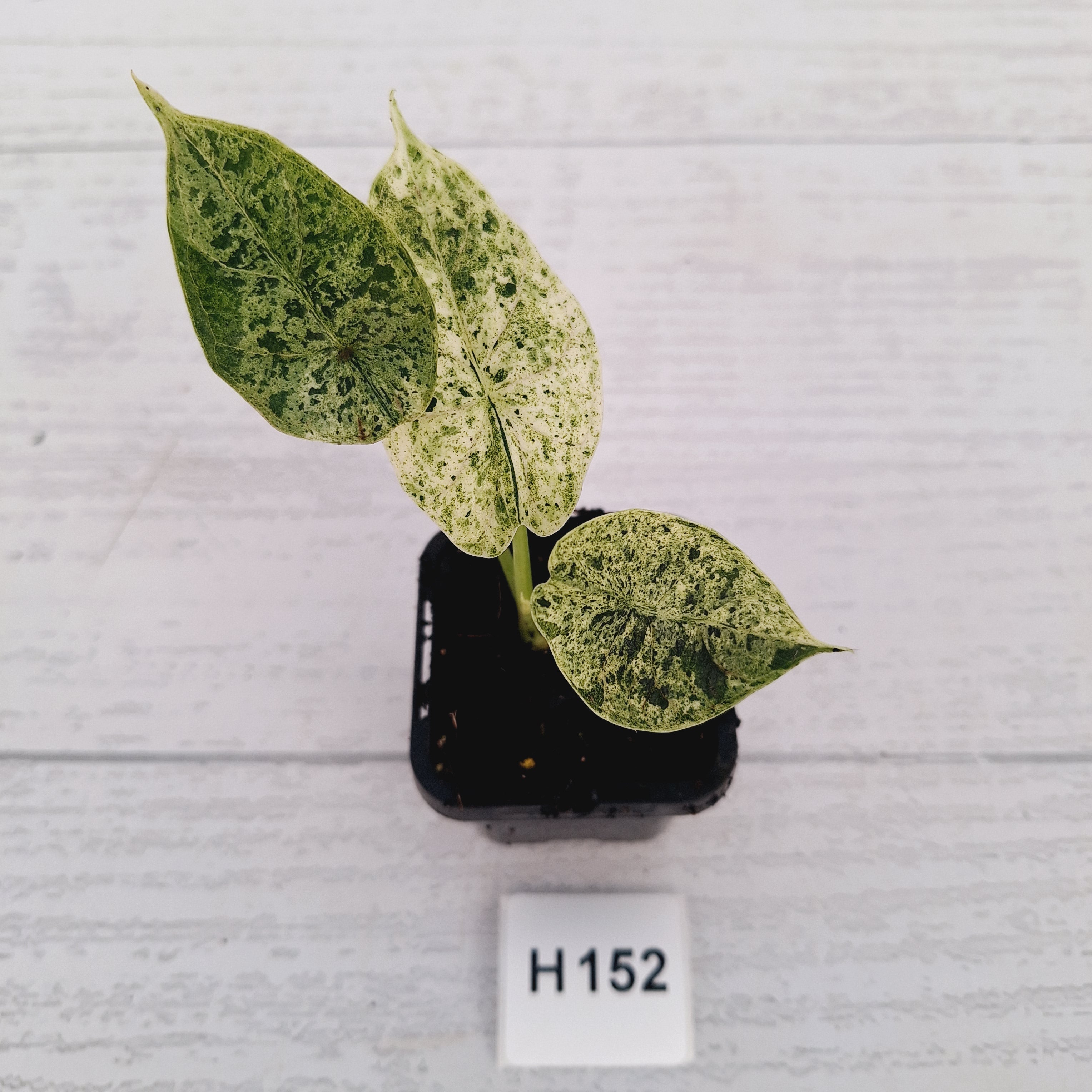 Alocasia baginda ‘Dragon Scale Mint'