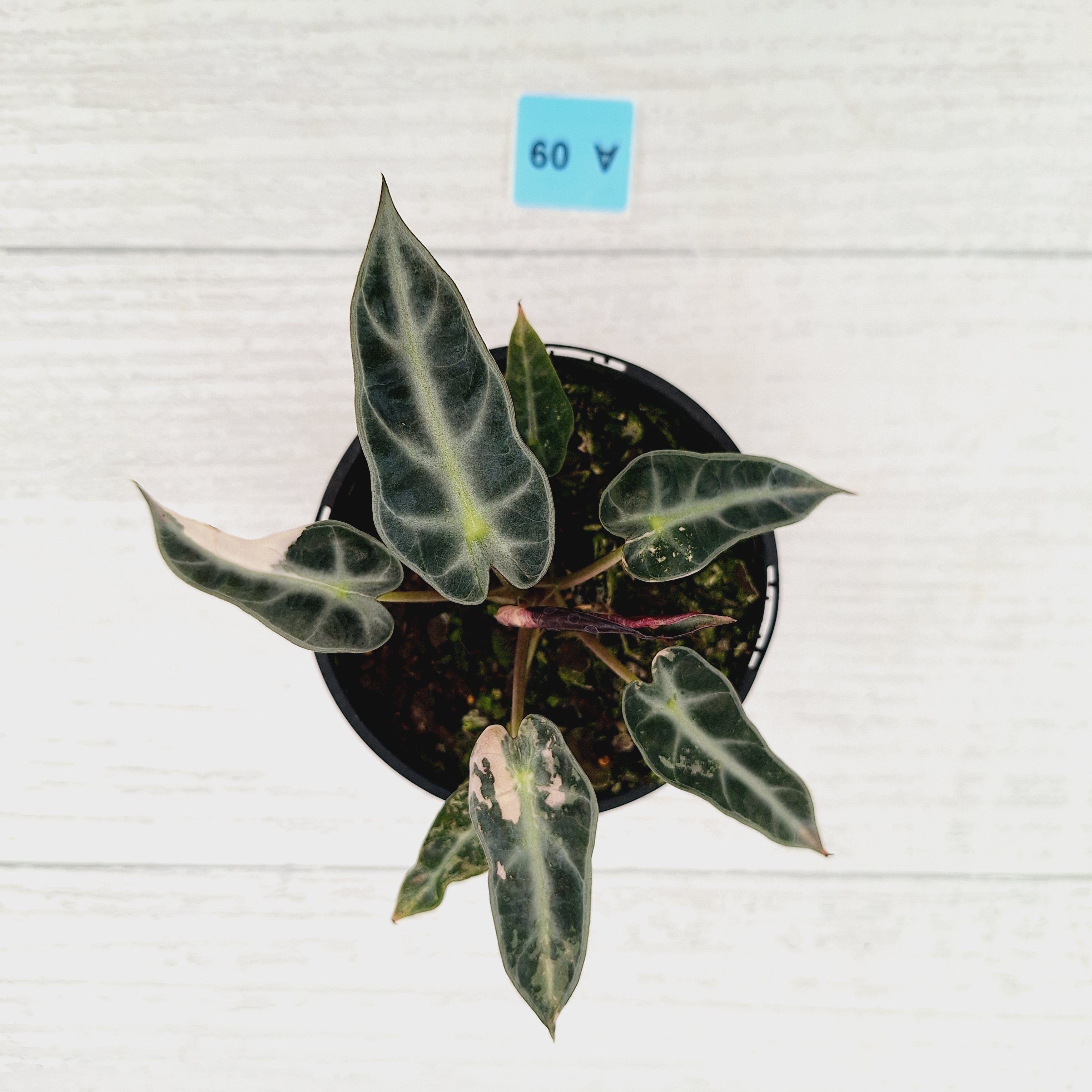 Alocasia Amazonica bambino Variegata
