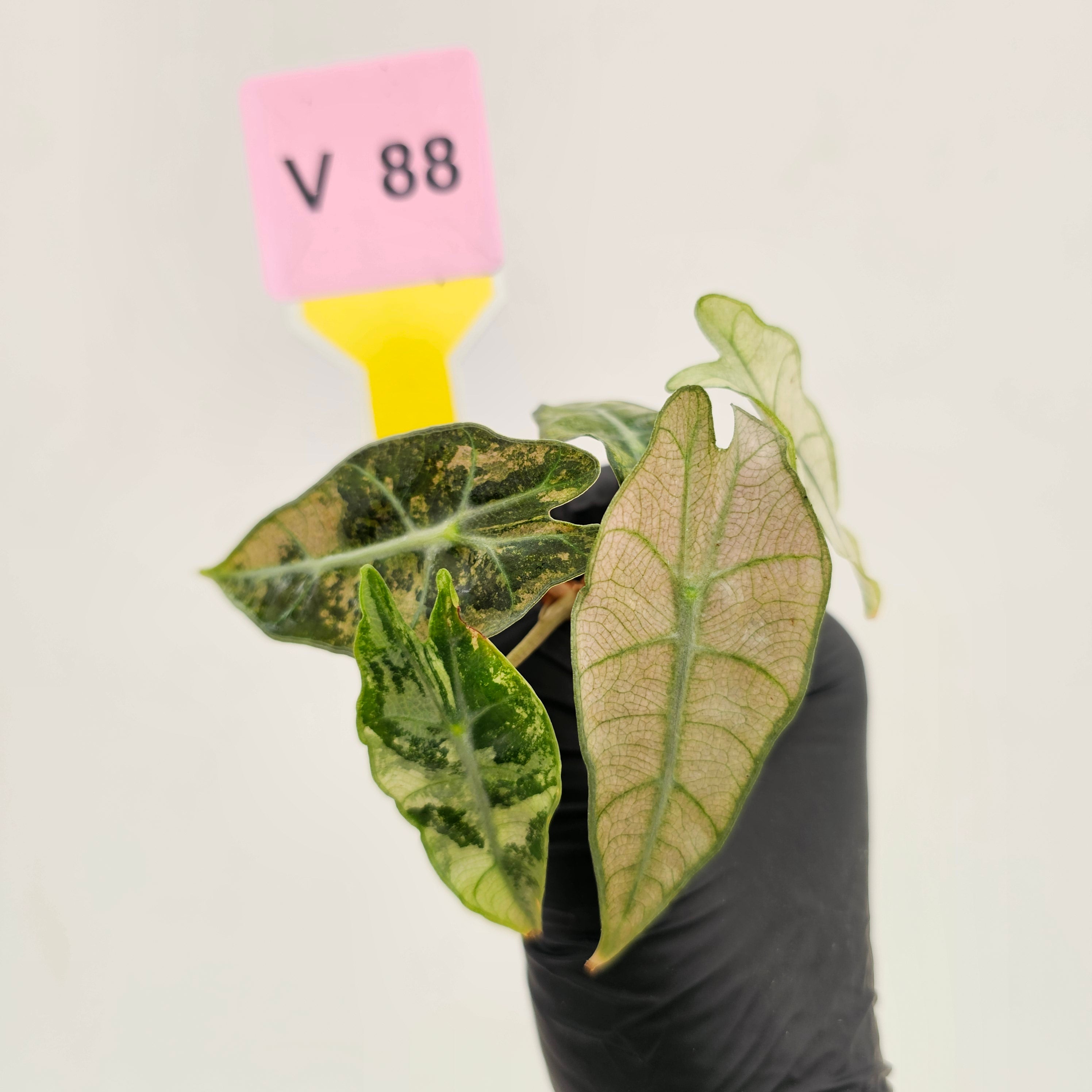 Alocasia Polly Variegata