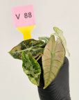 Alocasia Polly Variegata