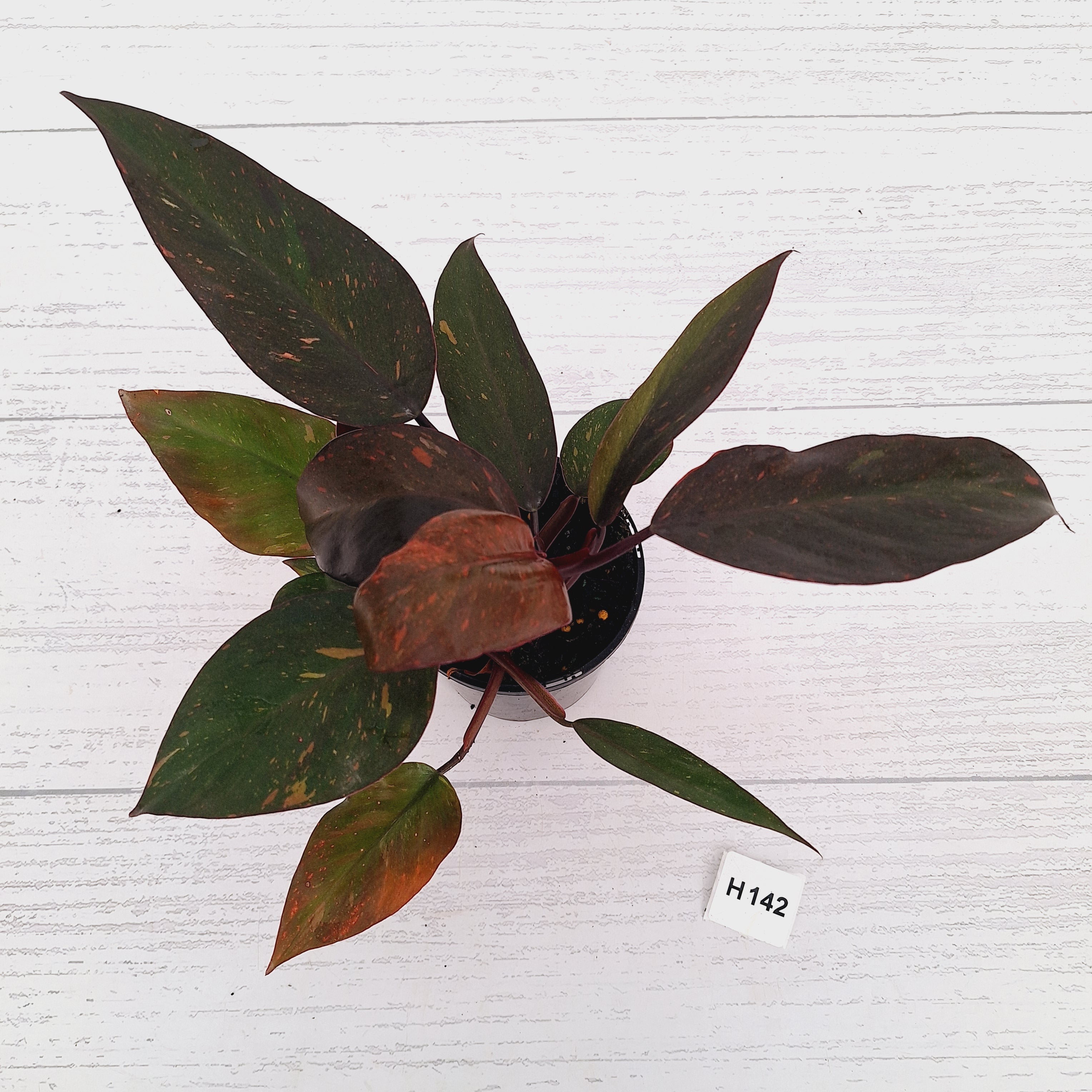 Philodendron 'Orange Princess'