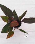 Philodendron 'Orange Princess'