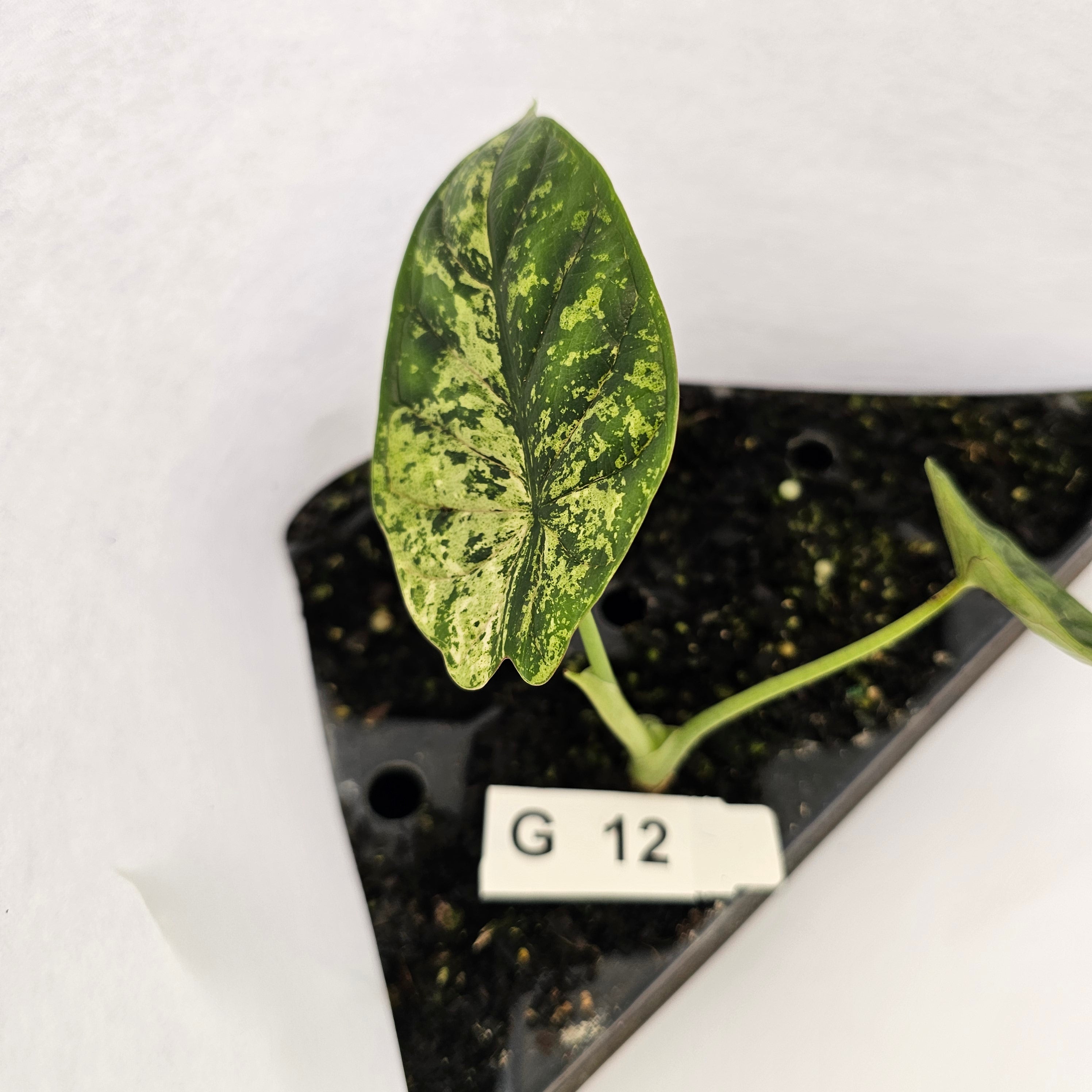 Alocasia baginda ‘Dragon Scale Mint’ - Bare Bottom Baby- SALE