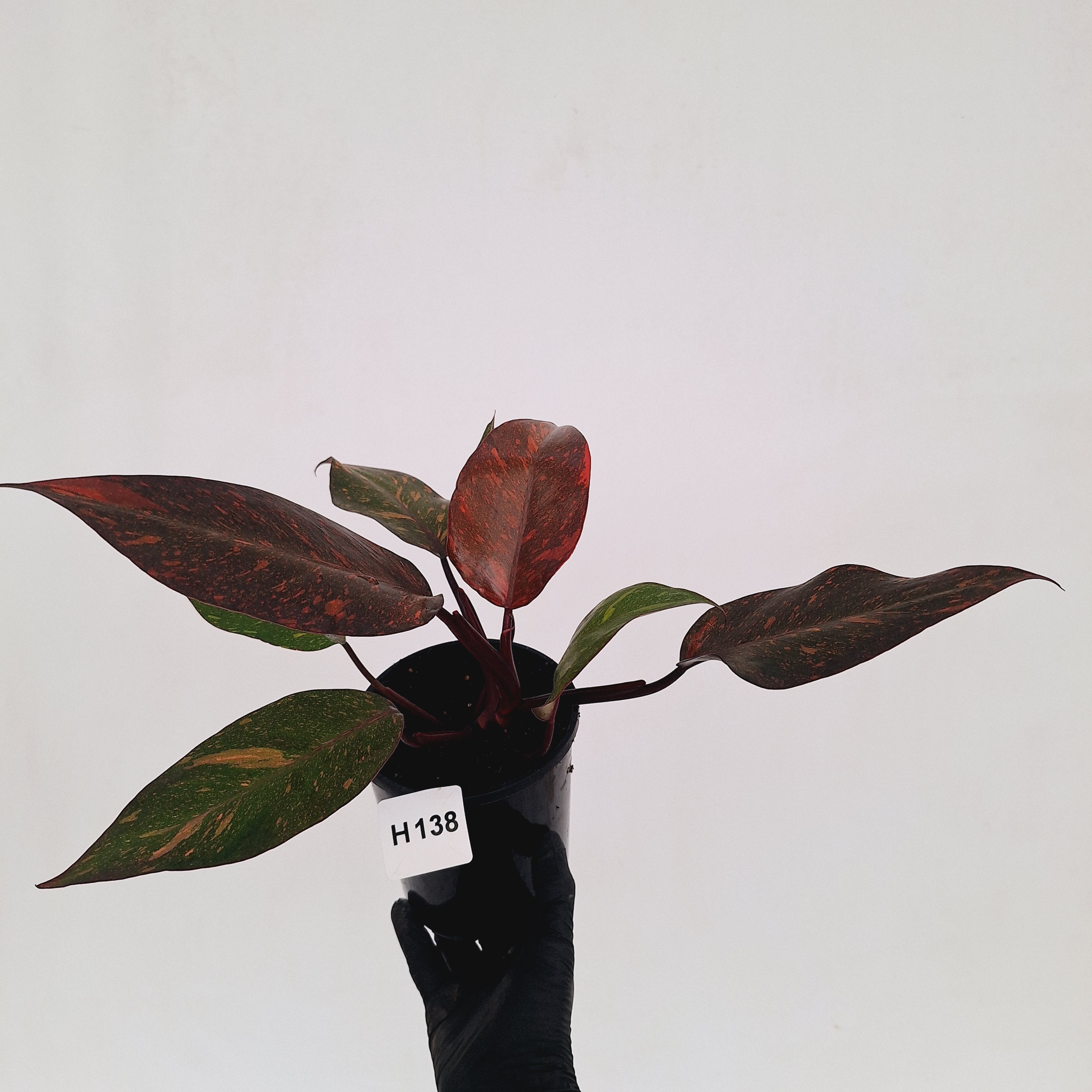 Philodendron 'Orange Princess'