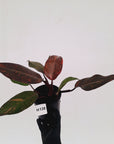 Philodendron 'Orange Princess'