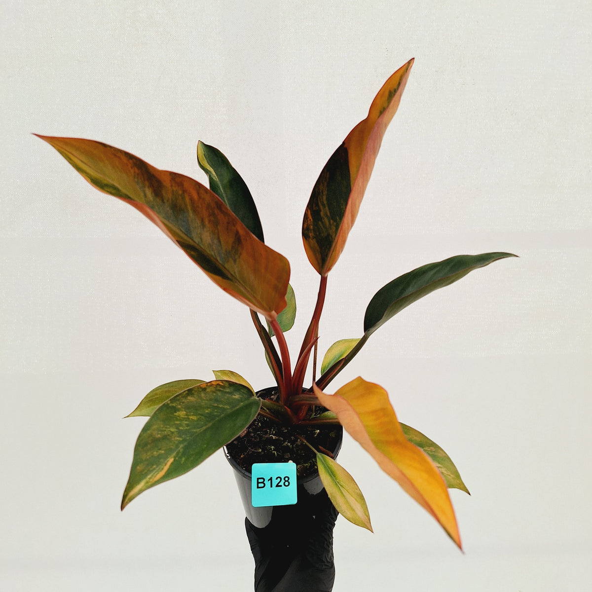 Philodendron 'Rojo Congo Variegated' 125mm - SALE