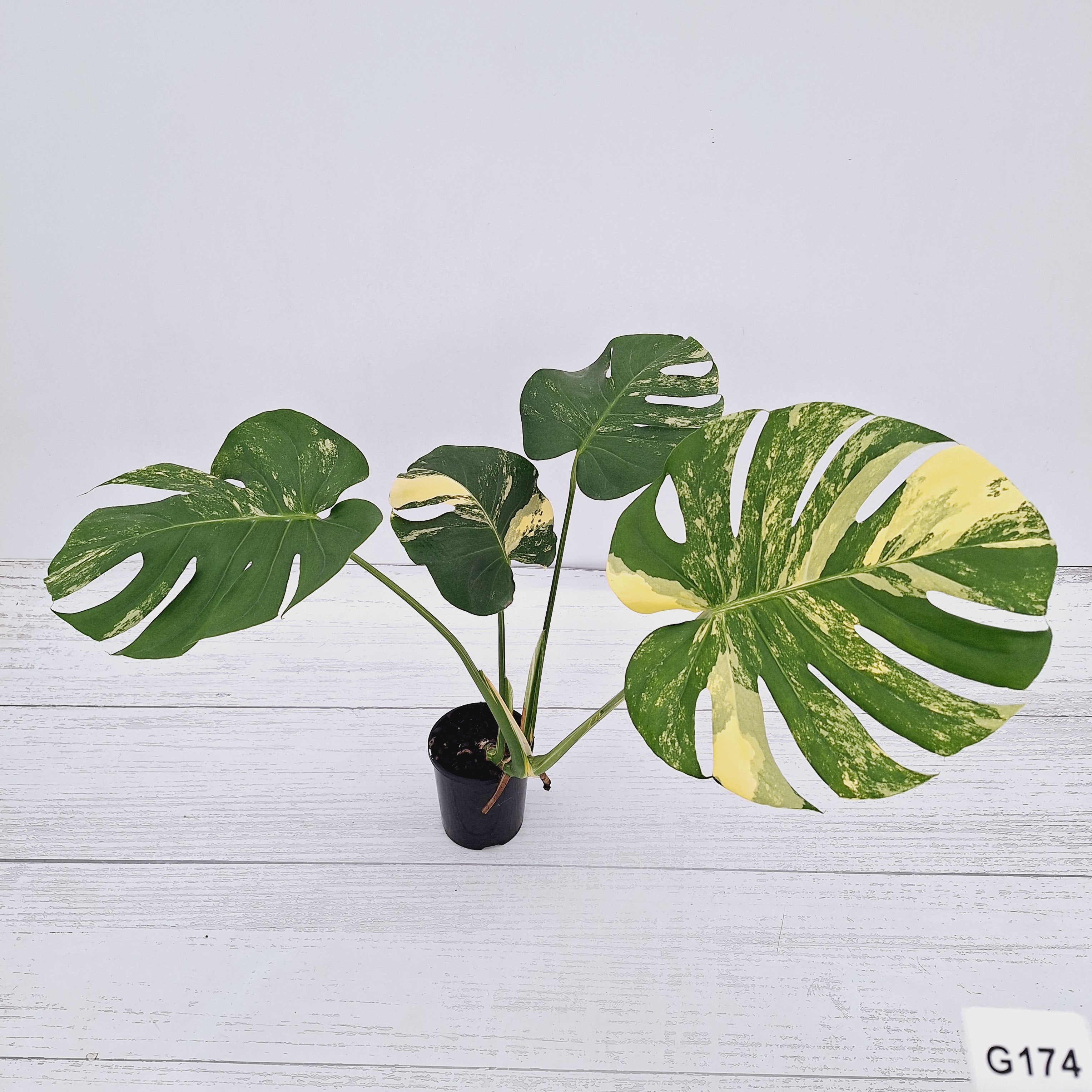 Monstera deliciosa Variegata