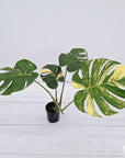 Monstera deliciosa Variegata