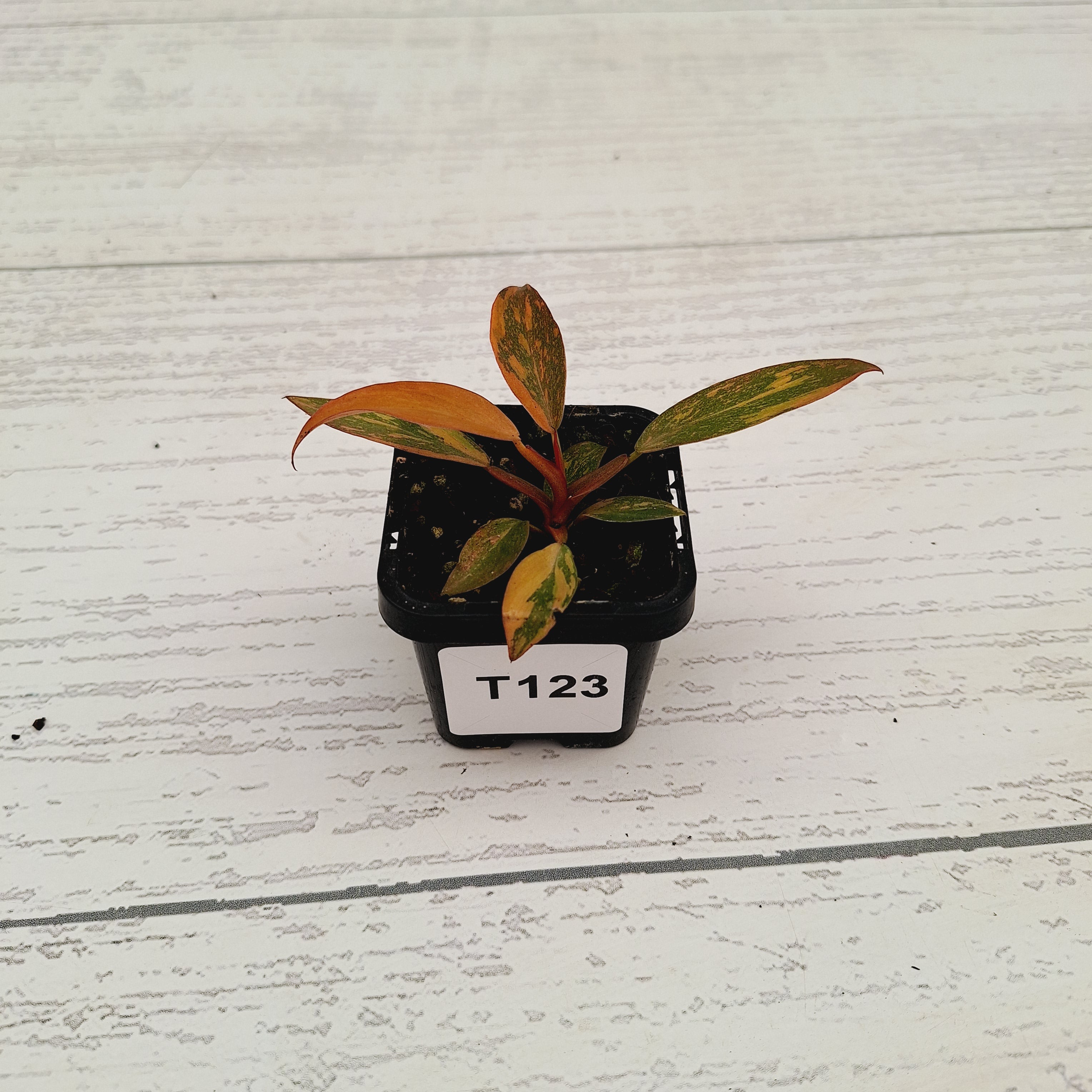 Philodendron &#39;Orange Princess&#39;