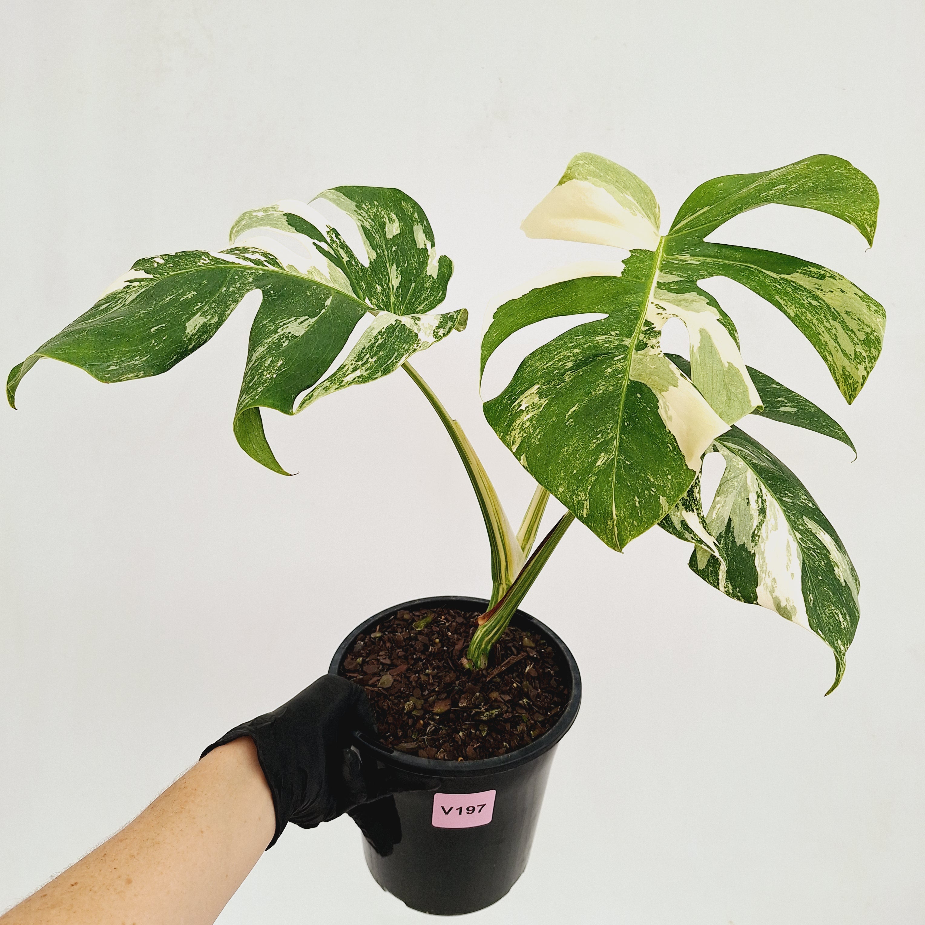 Monstera borsigiana 'Albo'