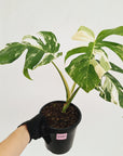 Monstera borsigiana 'Albo'
