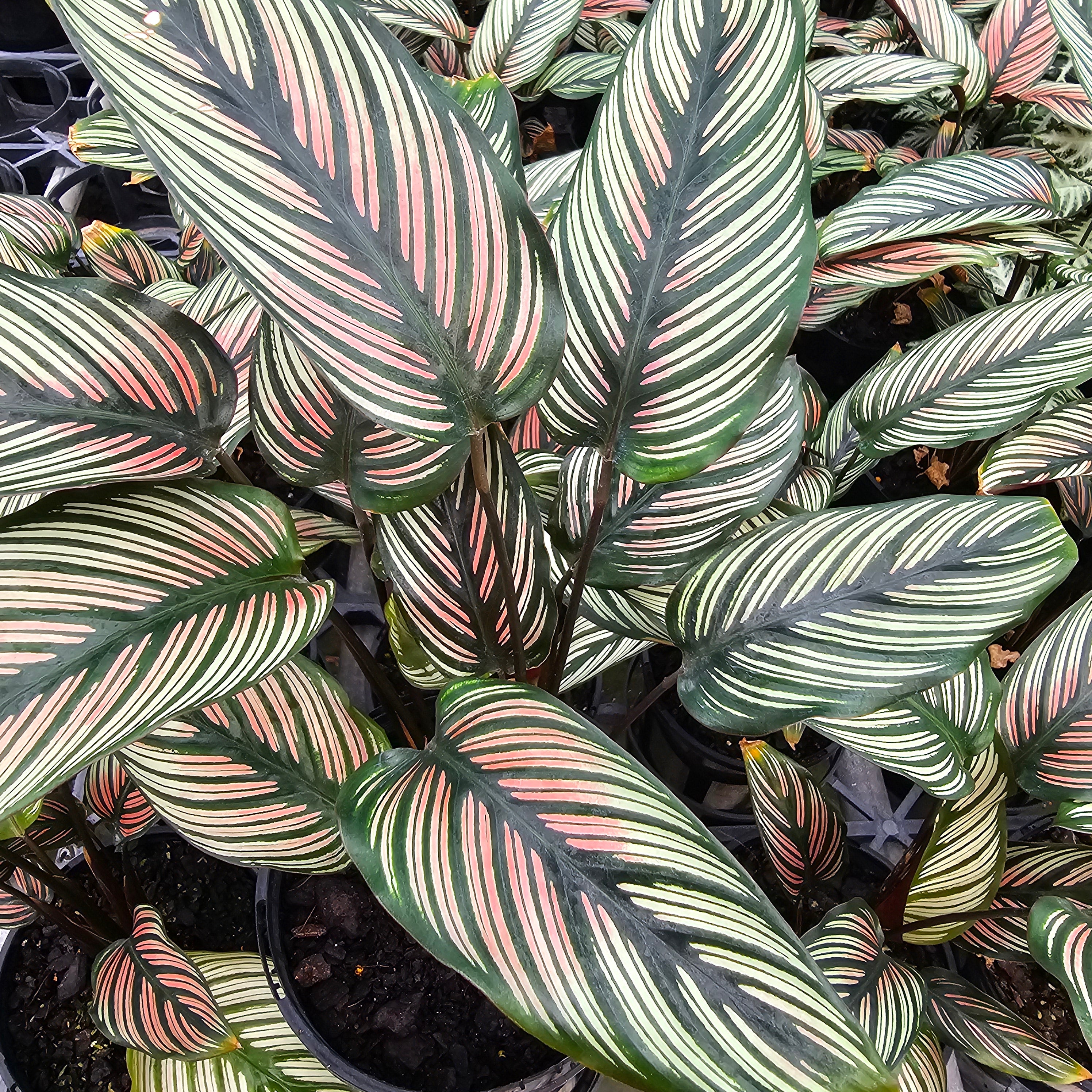 Calathea majestica 'Albo-lineata'