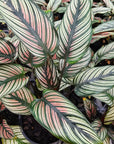 Calathea majestica 'Albo-lineata'