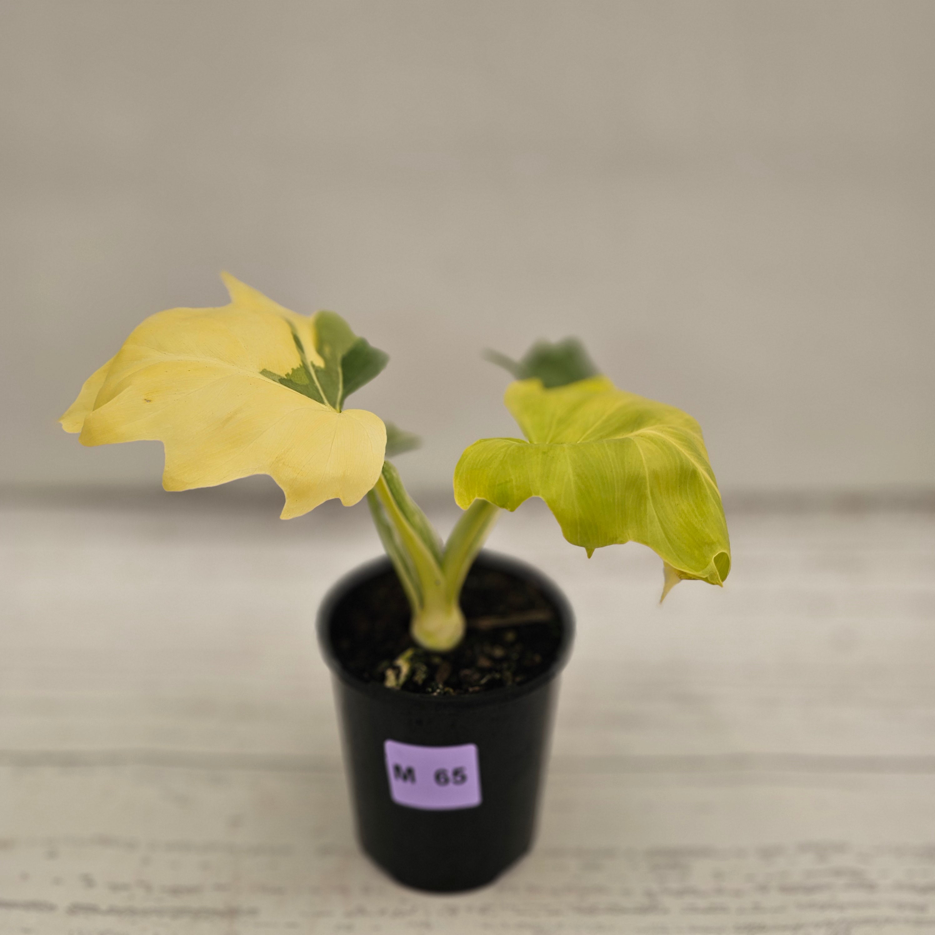 Philodendron warscewiczii 'Gold Variegata'