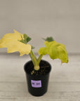 Philodendron warscewiczii 'Gold Variegata'
