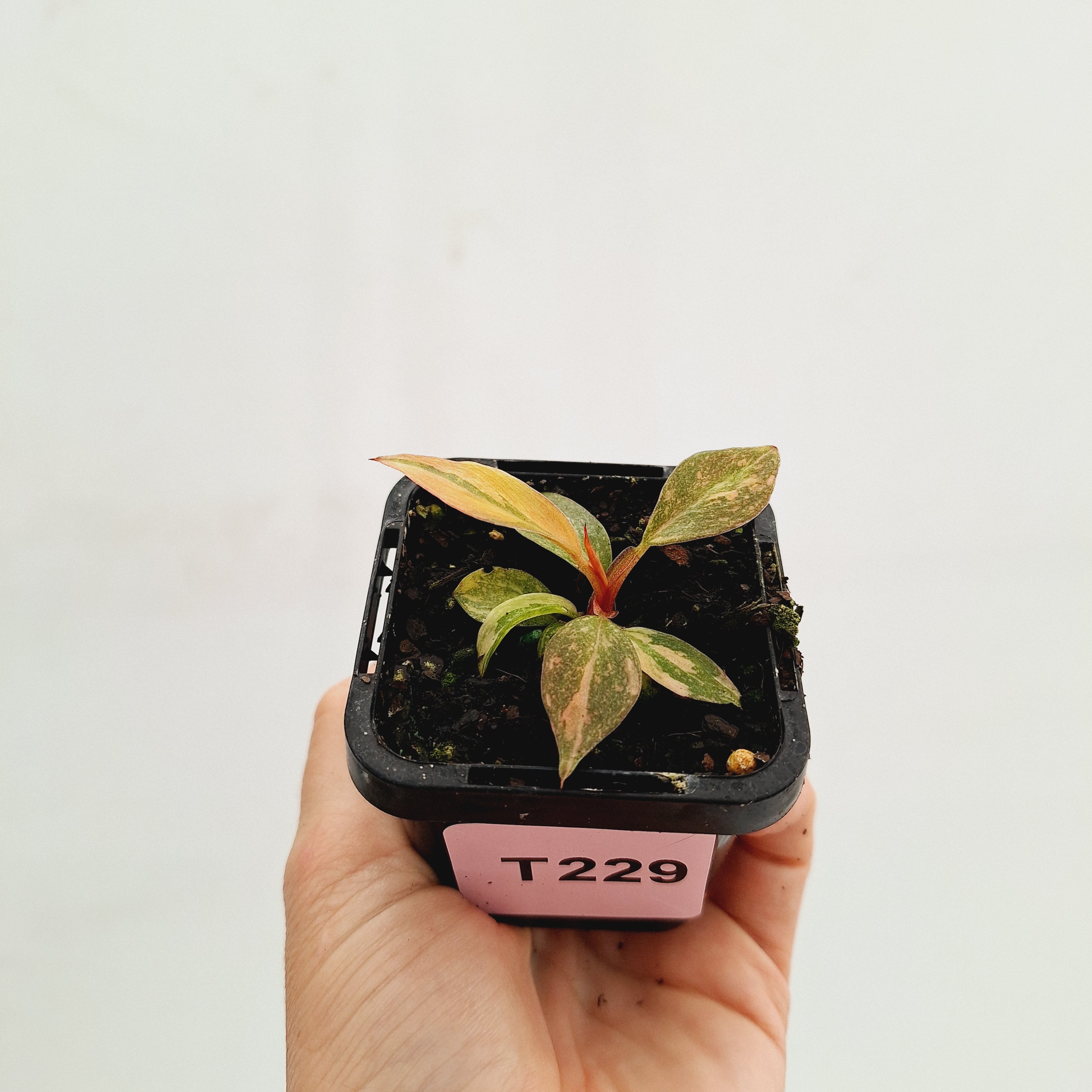 Philodendron &#39;Orange Princess&#39;