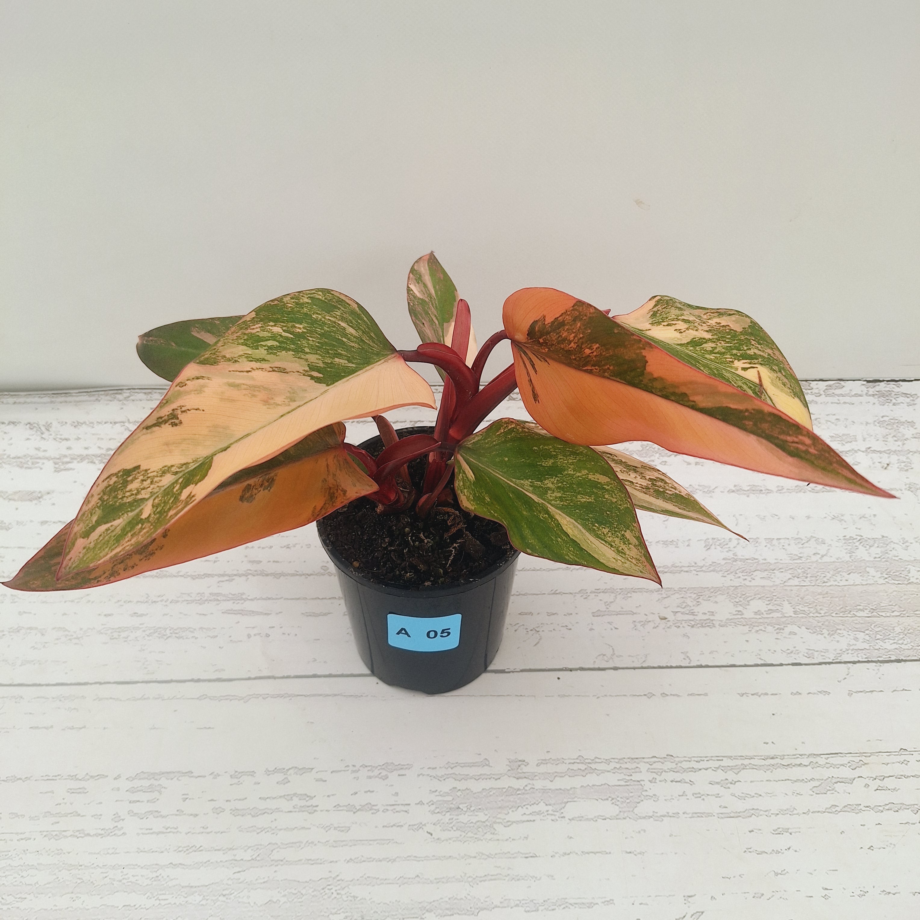 Philodendron erubescens Strawberry Shake - SALE