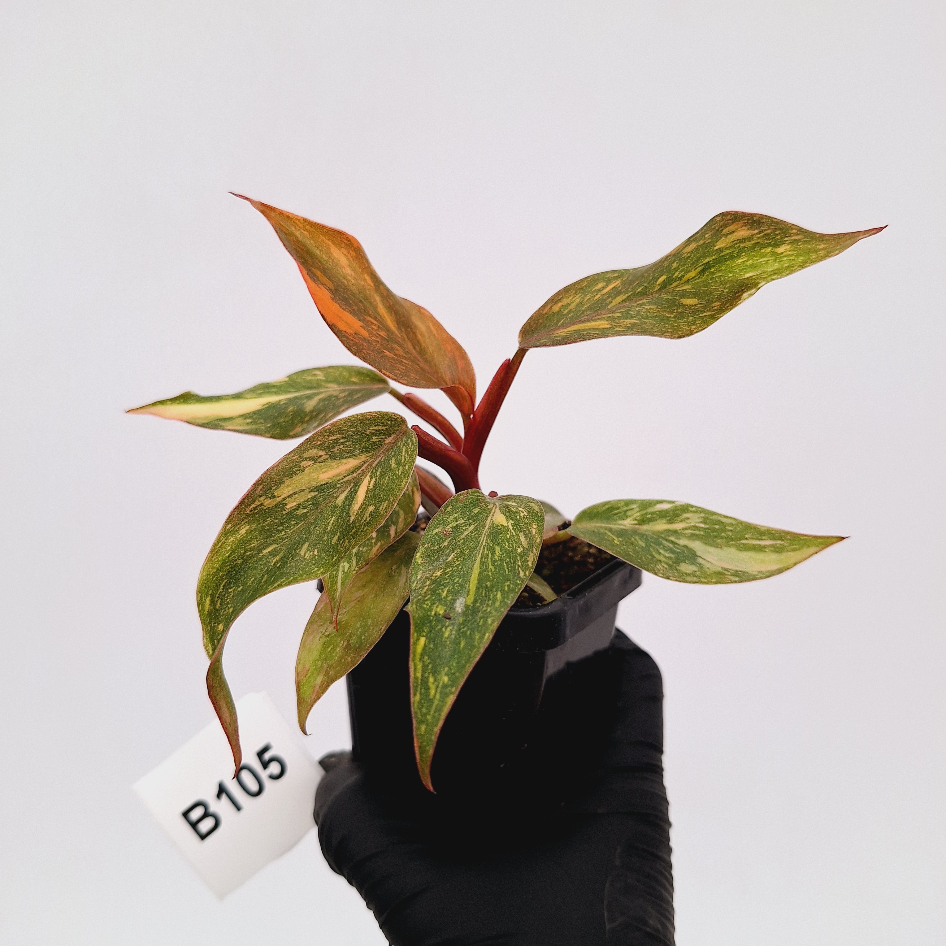 Philodendron 'Orange Princess'