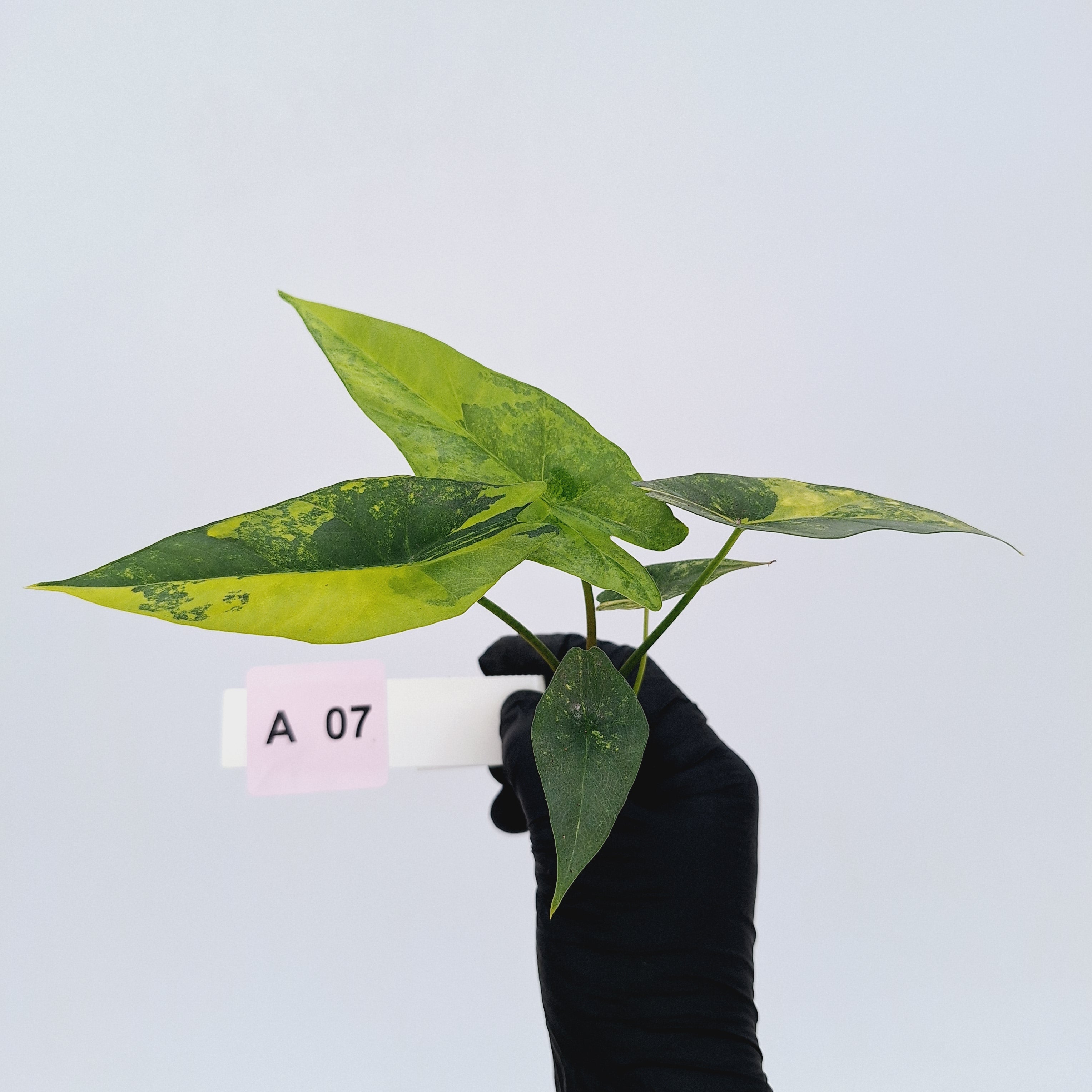 Alocasia ‘Simpo Aurea’ Variegata - Bare Bottom Baby