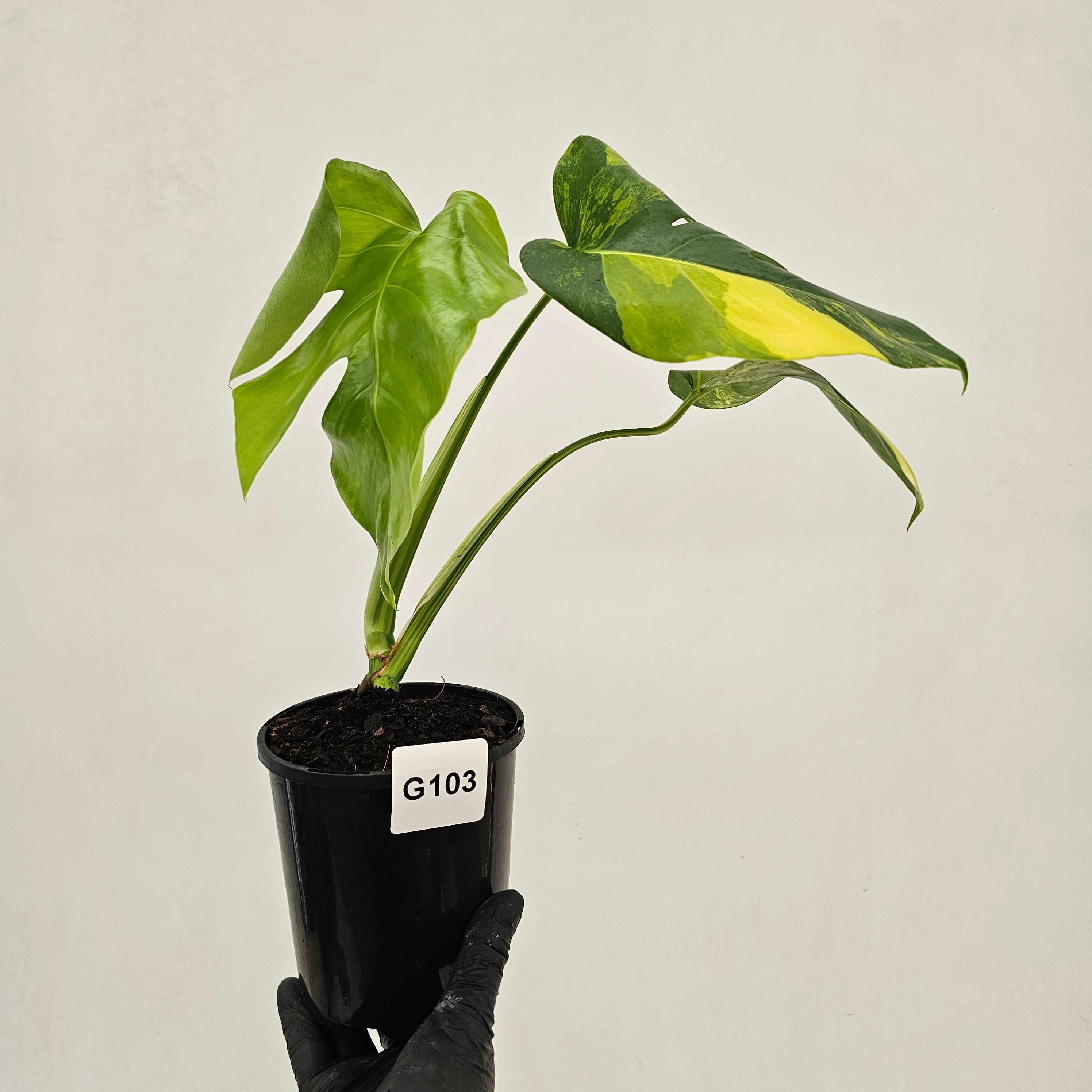 Monstera borsigiana Aurea