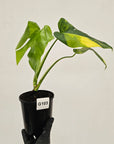 Monstera borsigiana Aurea