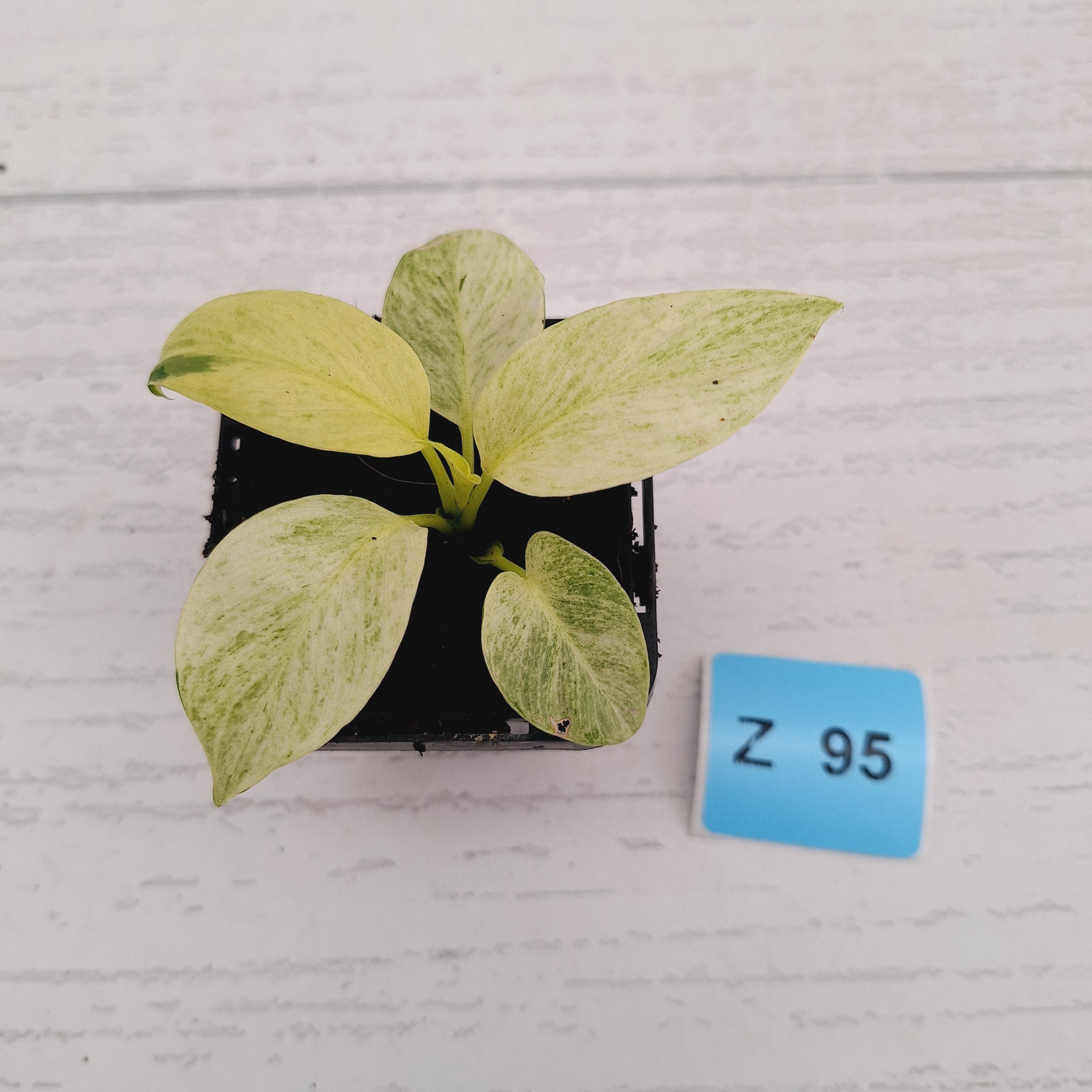 Homalomena sulcata ‘Cream Frost’ - SALE